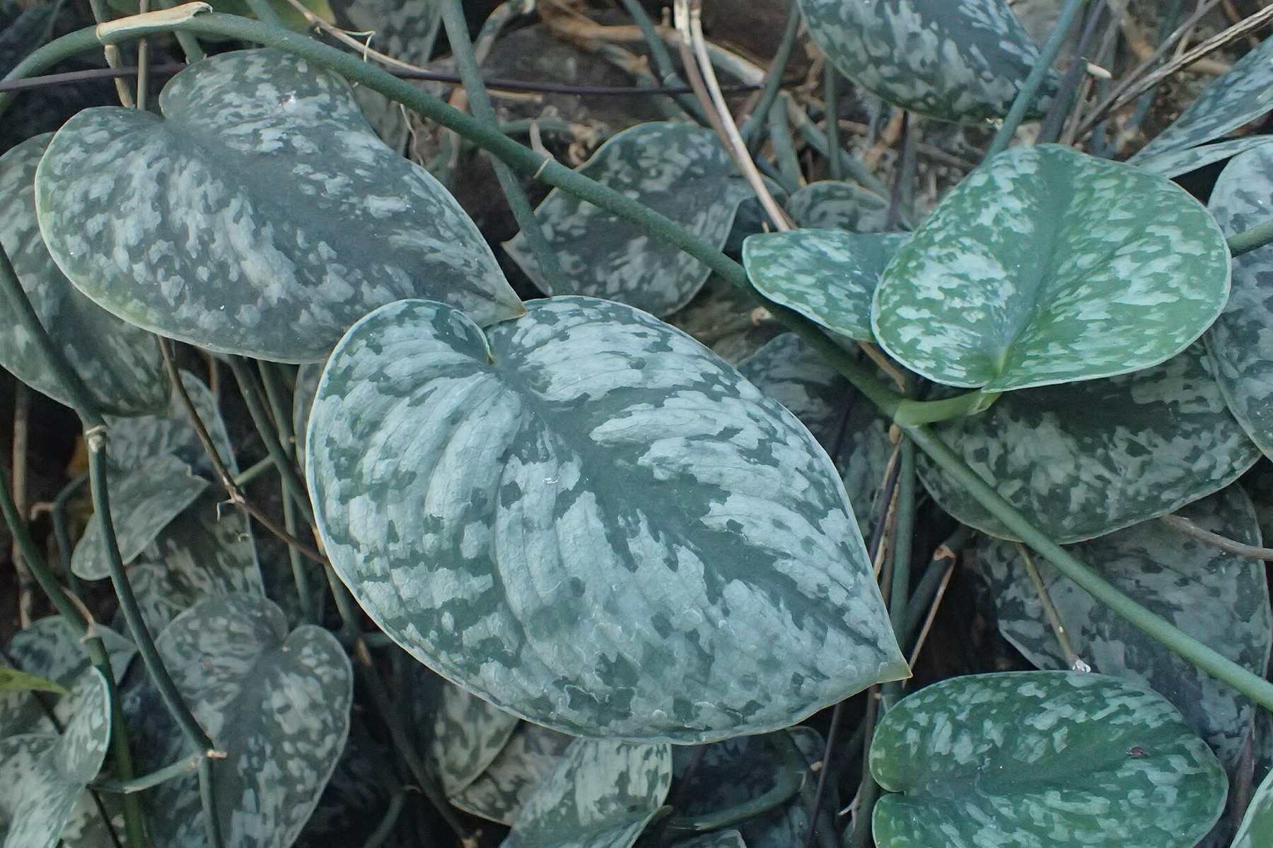 Satin Pothos — photo 16