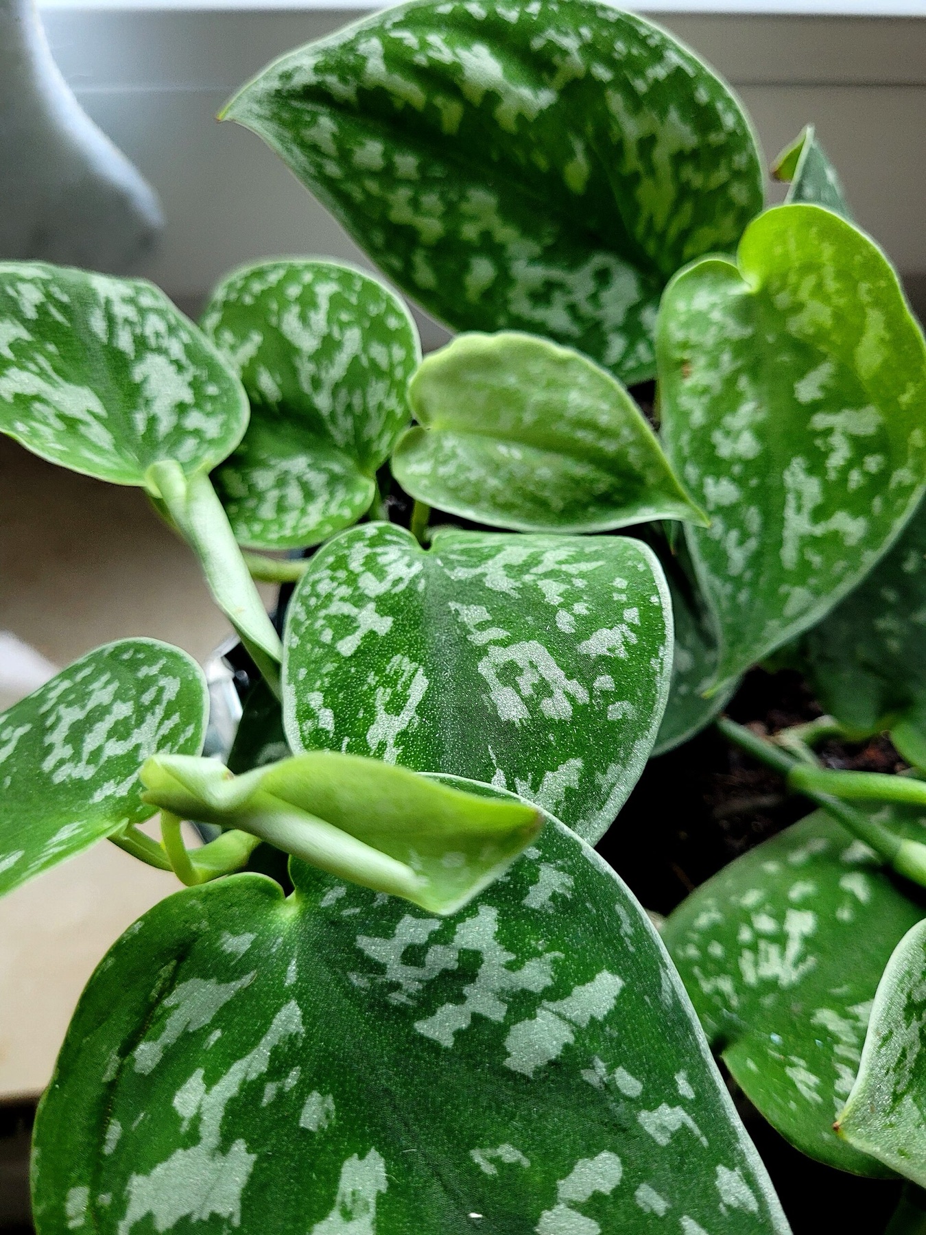 Satin Pothos — photo 18