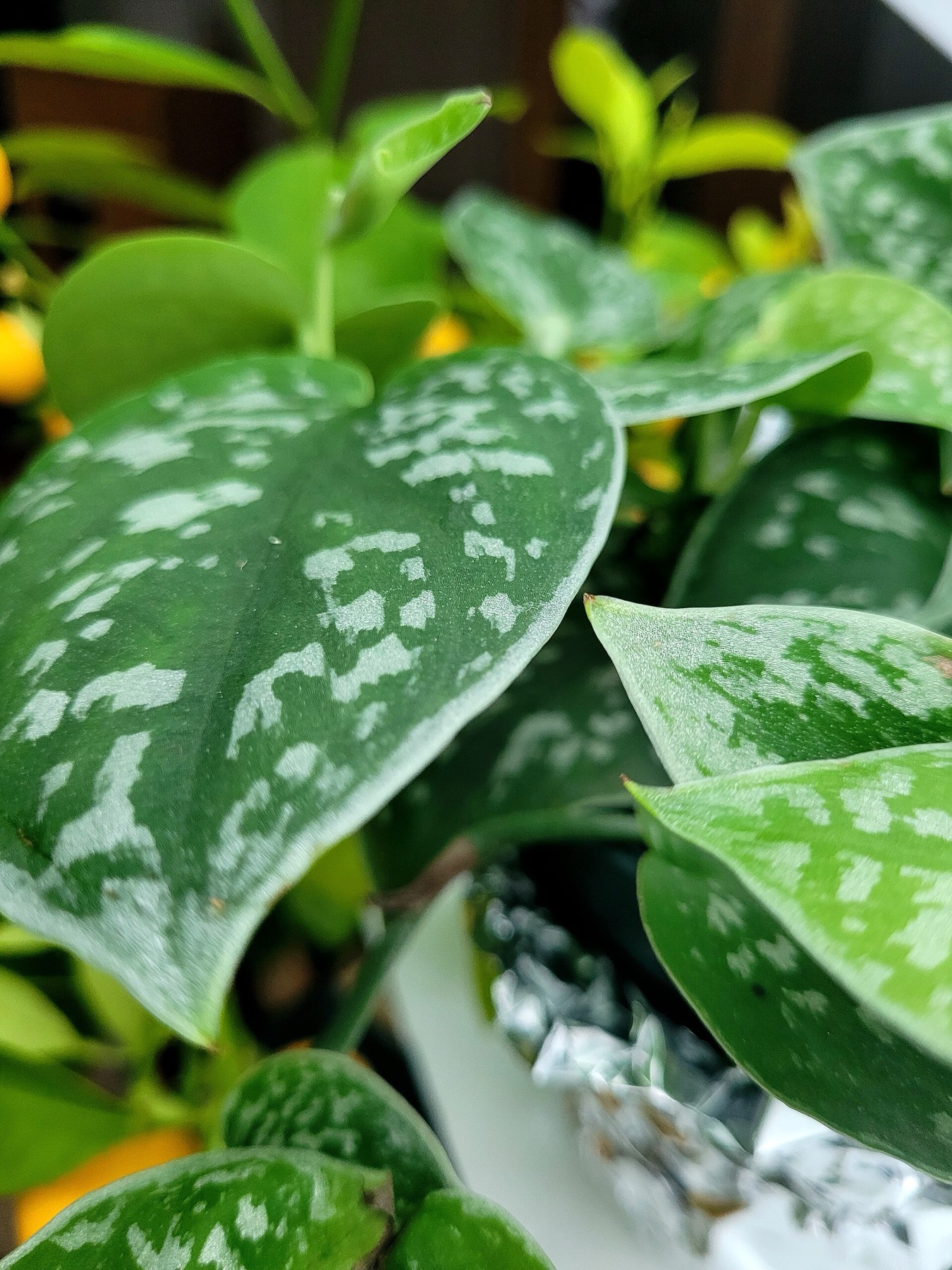 Satin Pothos — photo 19