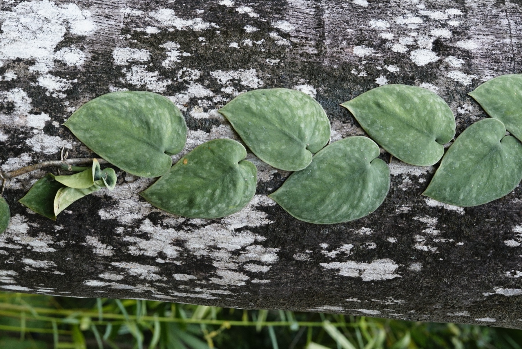 Satin Pothos — photo 20