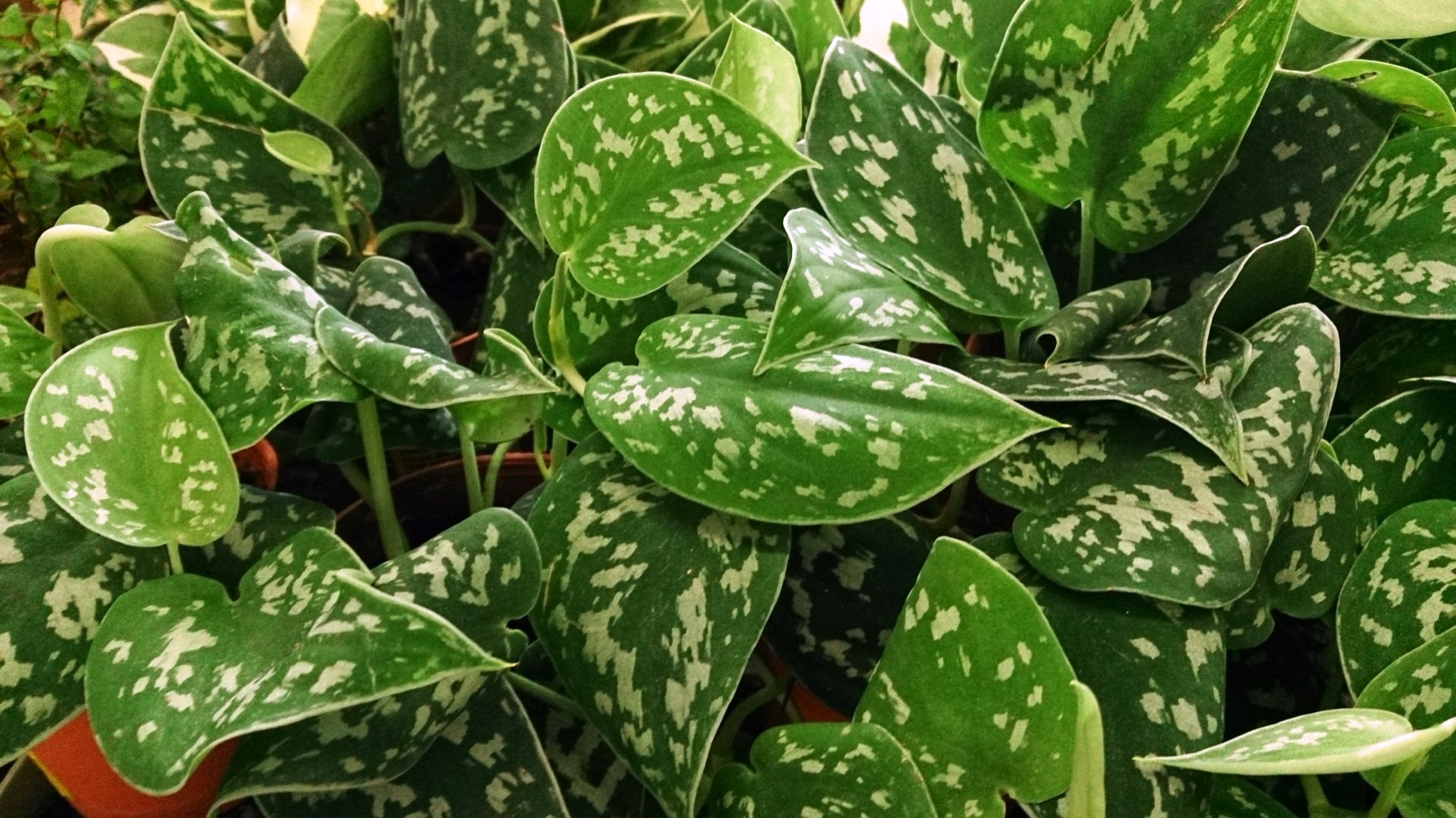 Satin Pothos — photo 21