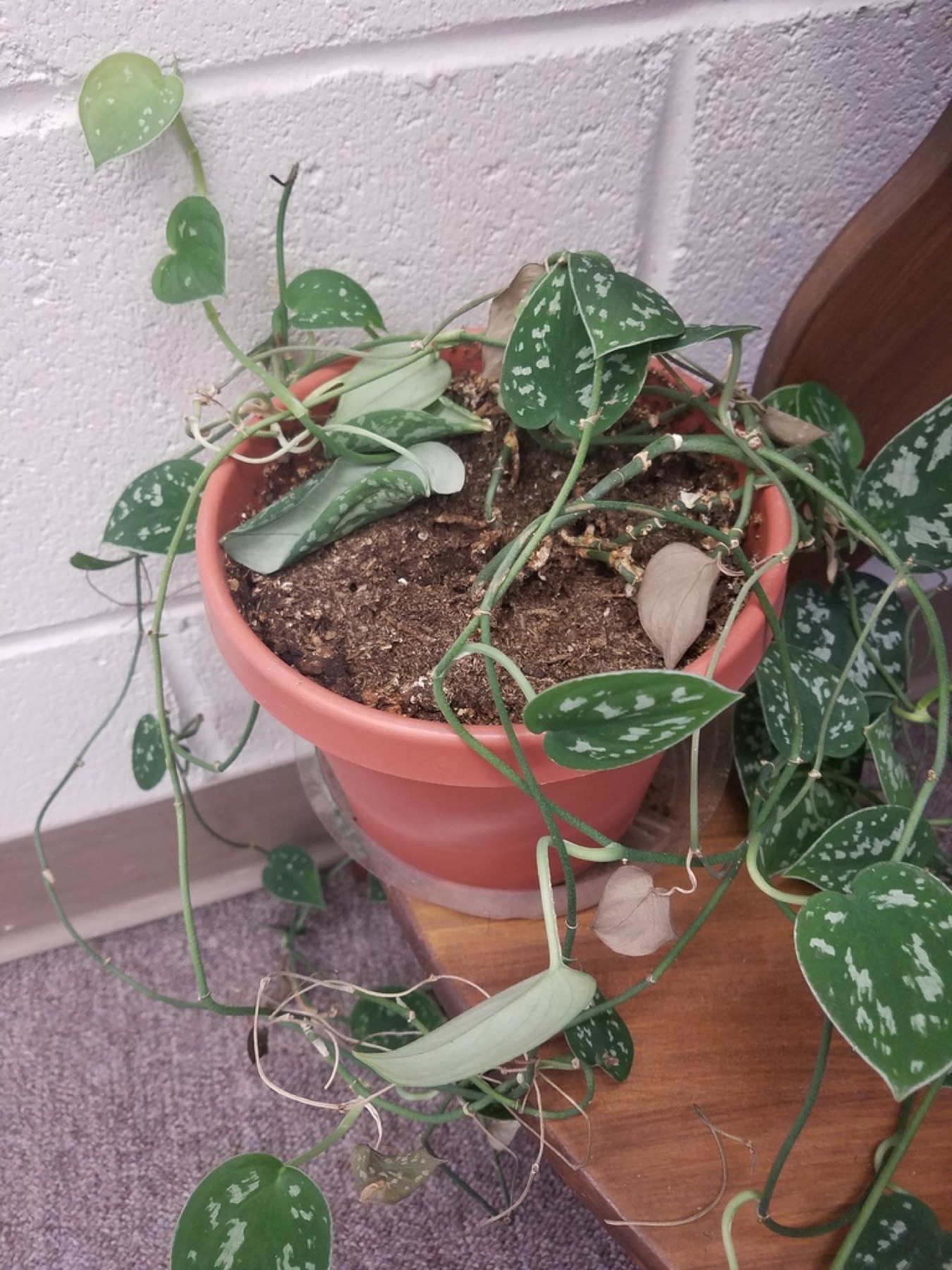 Satin Pothos — photo 1
