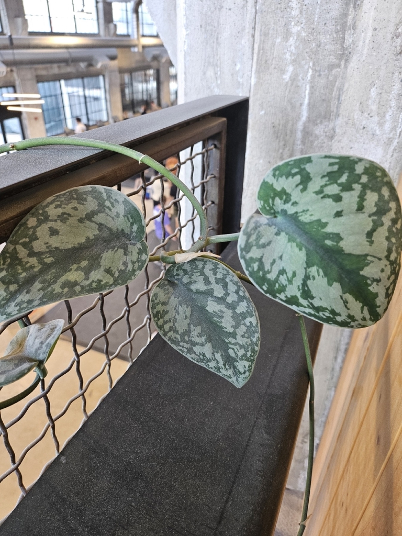 Satin Pothos — photo 2