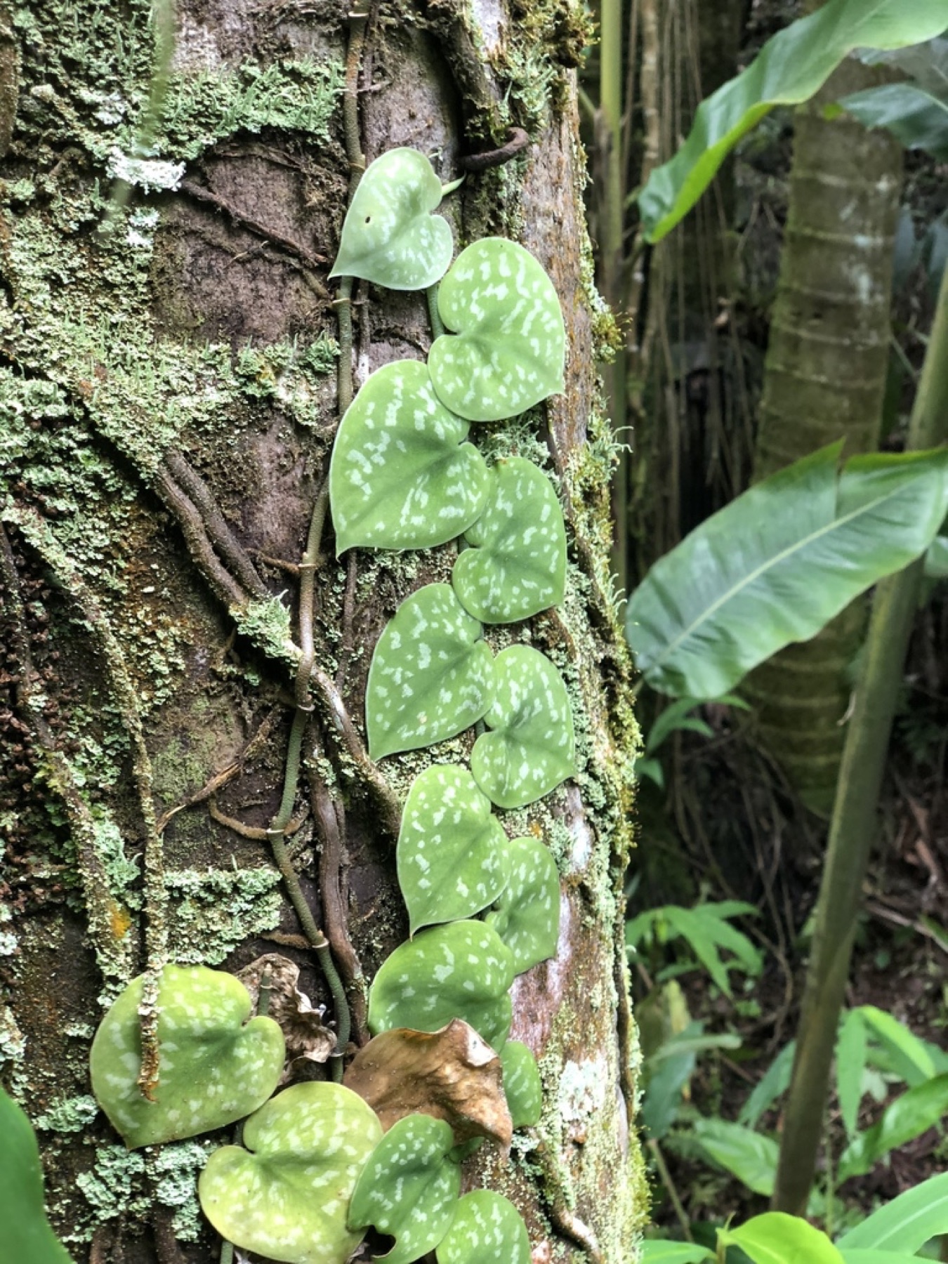 Satin Pothos — photo 3