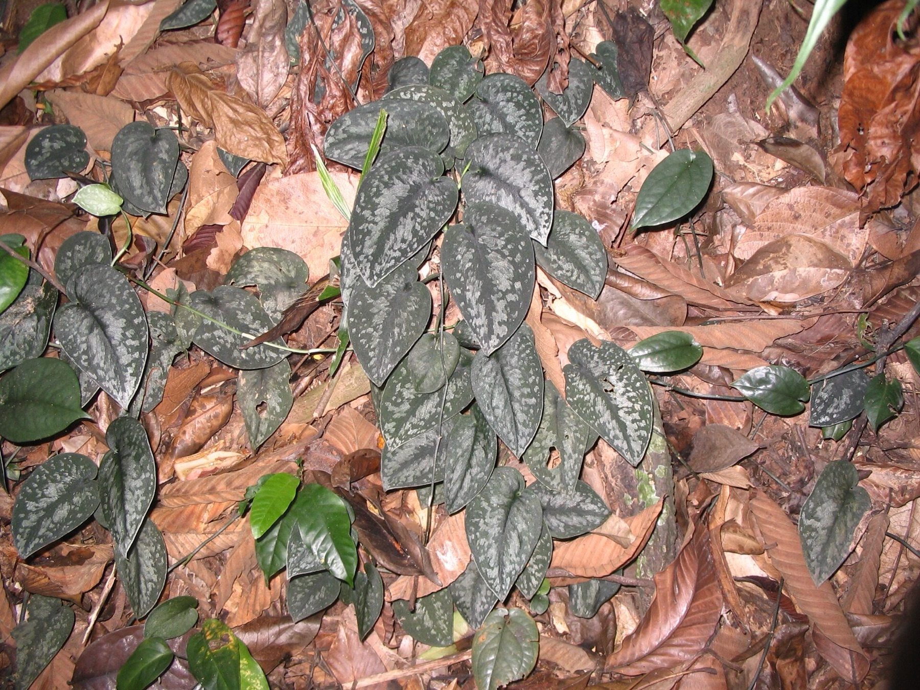 Satin Pothos — photo 4