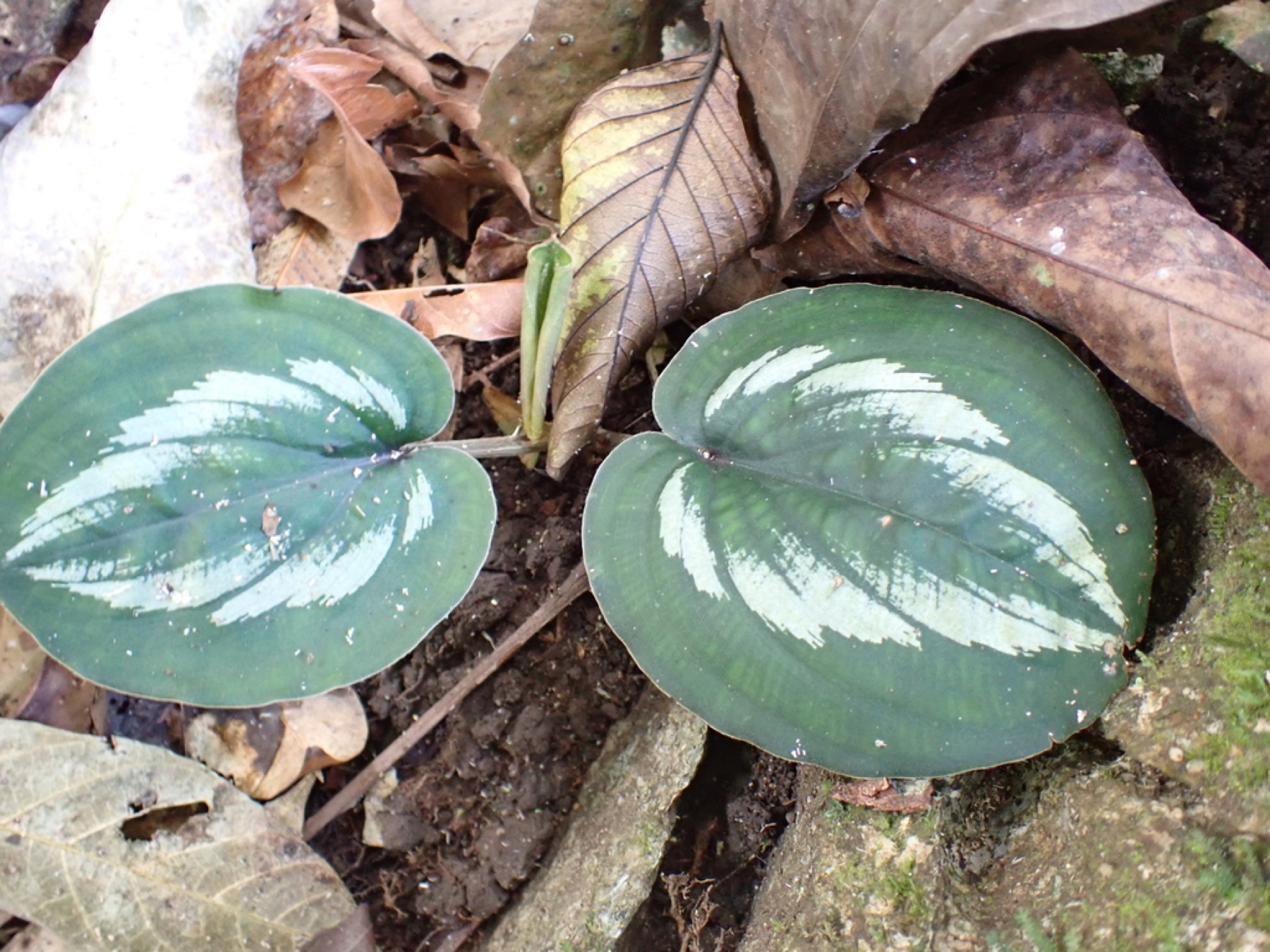 Satin Pothos — photo 5