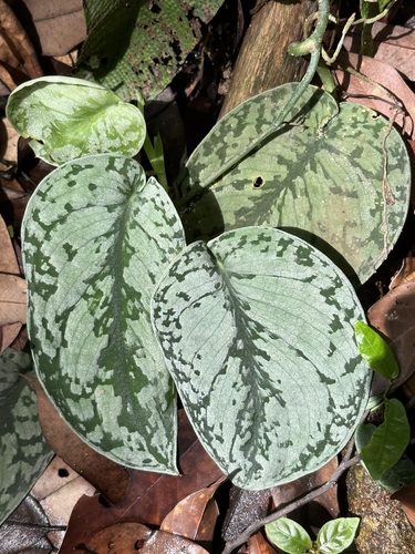Satin Pothos — photo 22