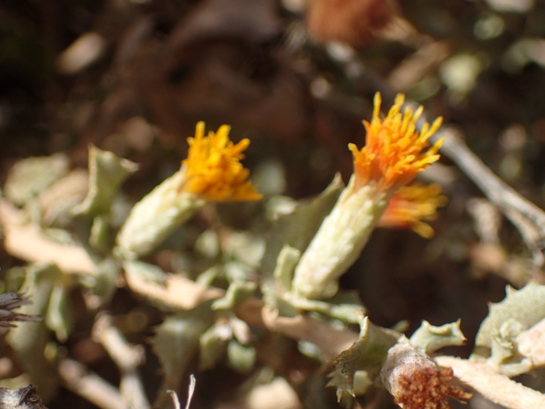 Saw-toothed Goldenbush — photo 6