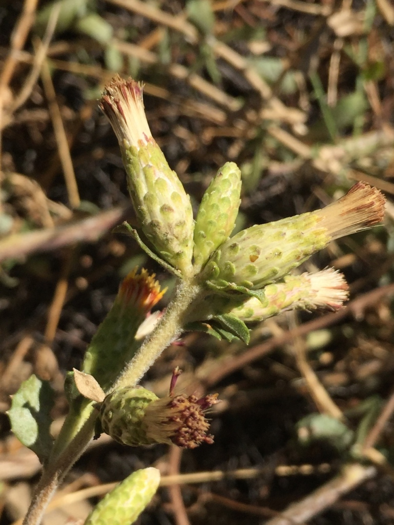 Saw-toothed Goldenbush — photo 7