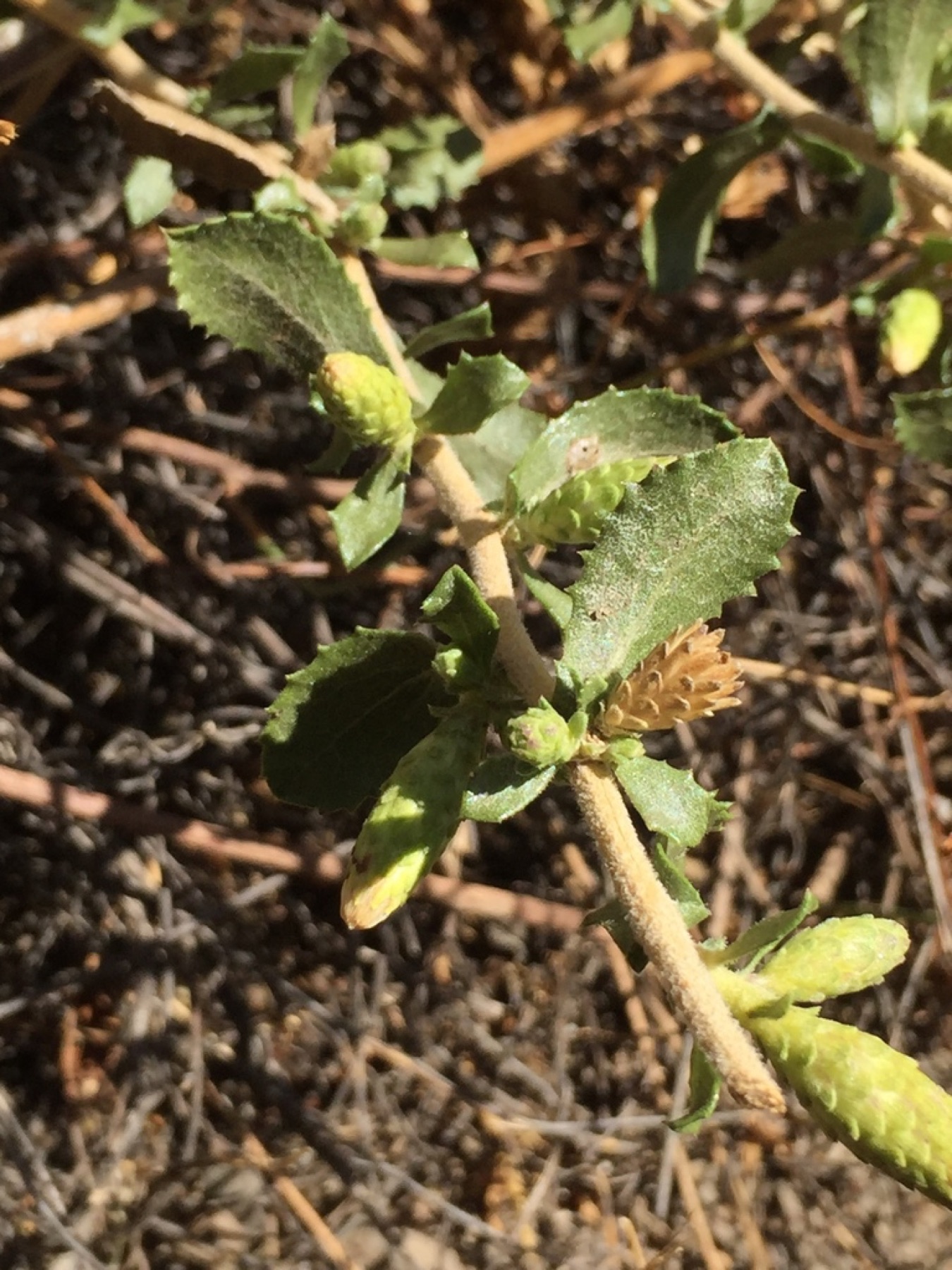 Saw-toothed Goldenbush — photo 8
