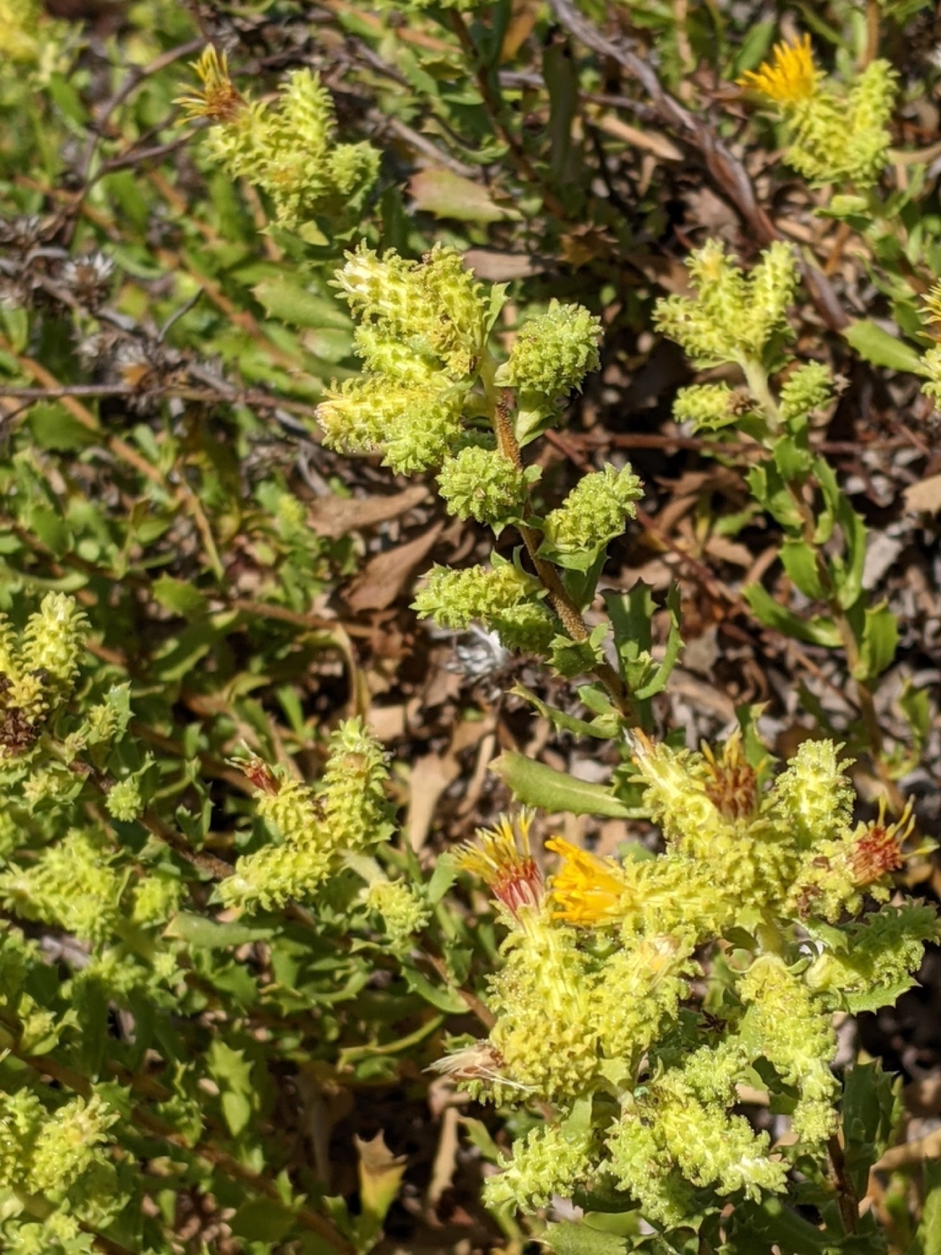 Saw-toothed Goldenbush — photo 9