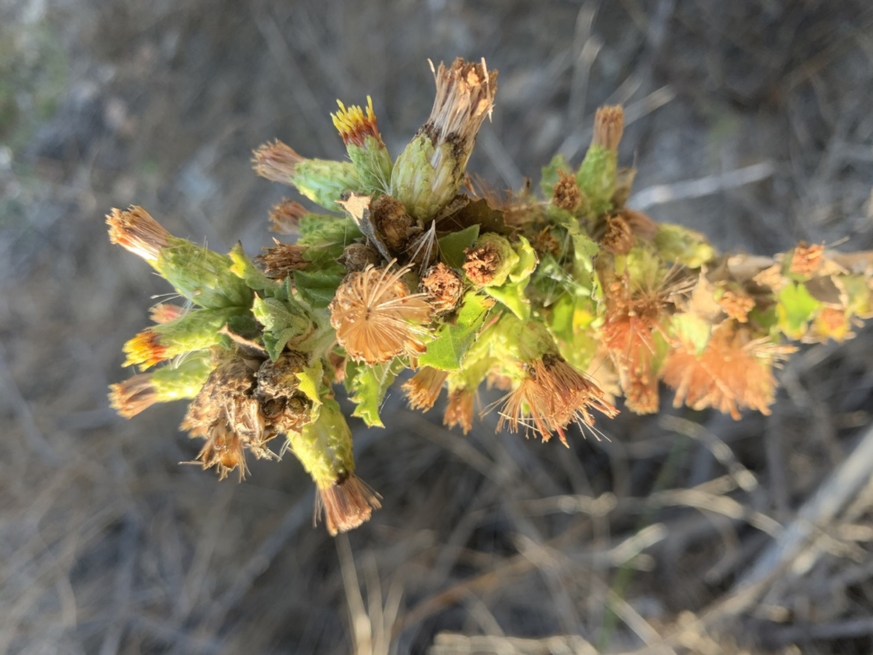 Saw-toothed Goldenbush — photo 10