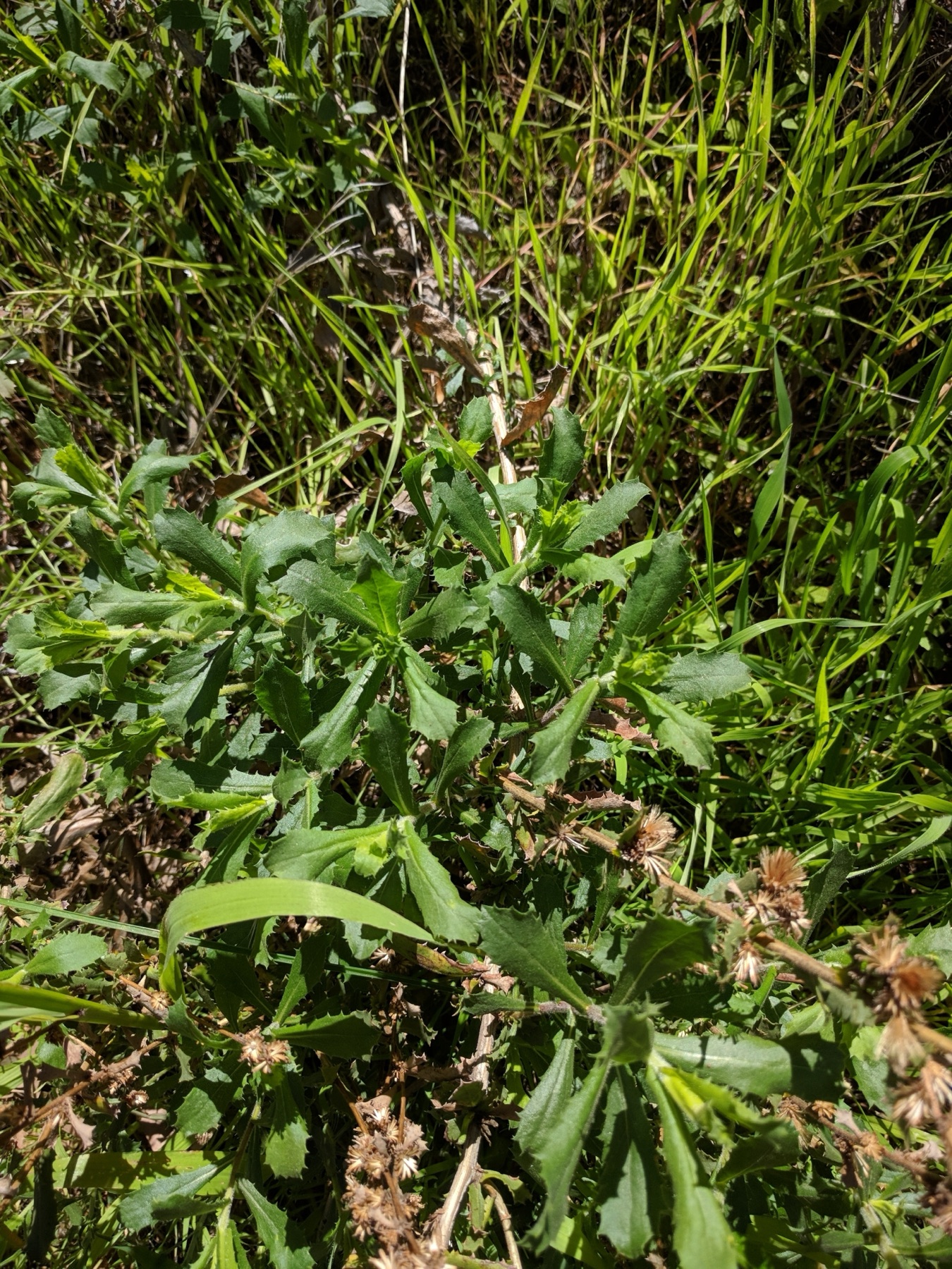 Saw-toothed Goldenbush — photo 11