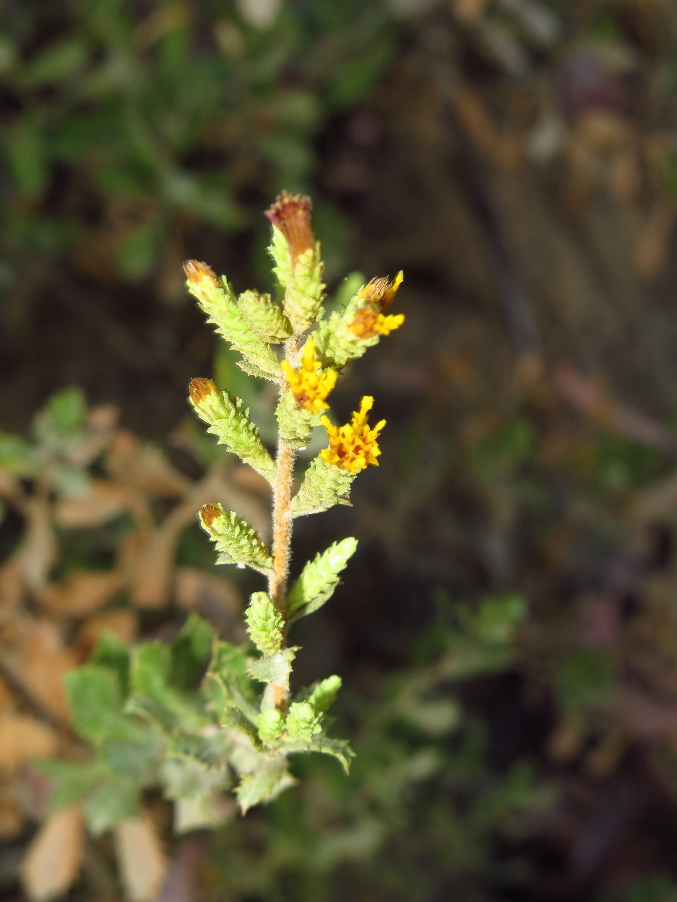Saw-toothed Goldenbush — photo 12