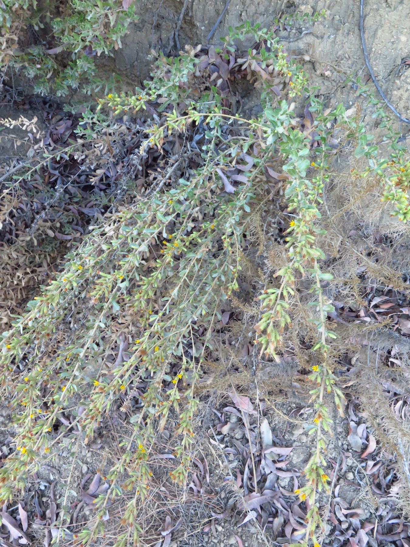 Saw-toothed Goldenbush — photo 13