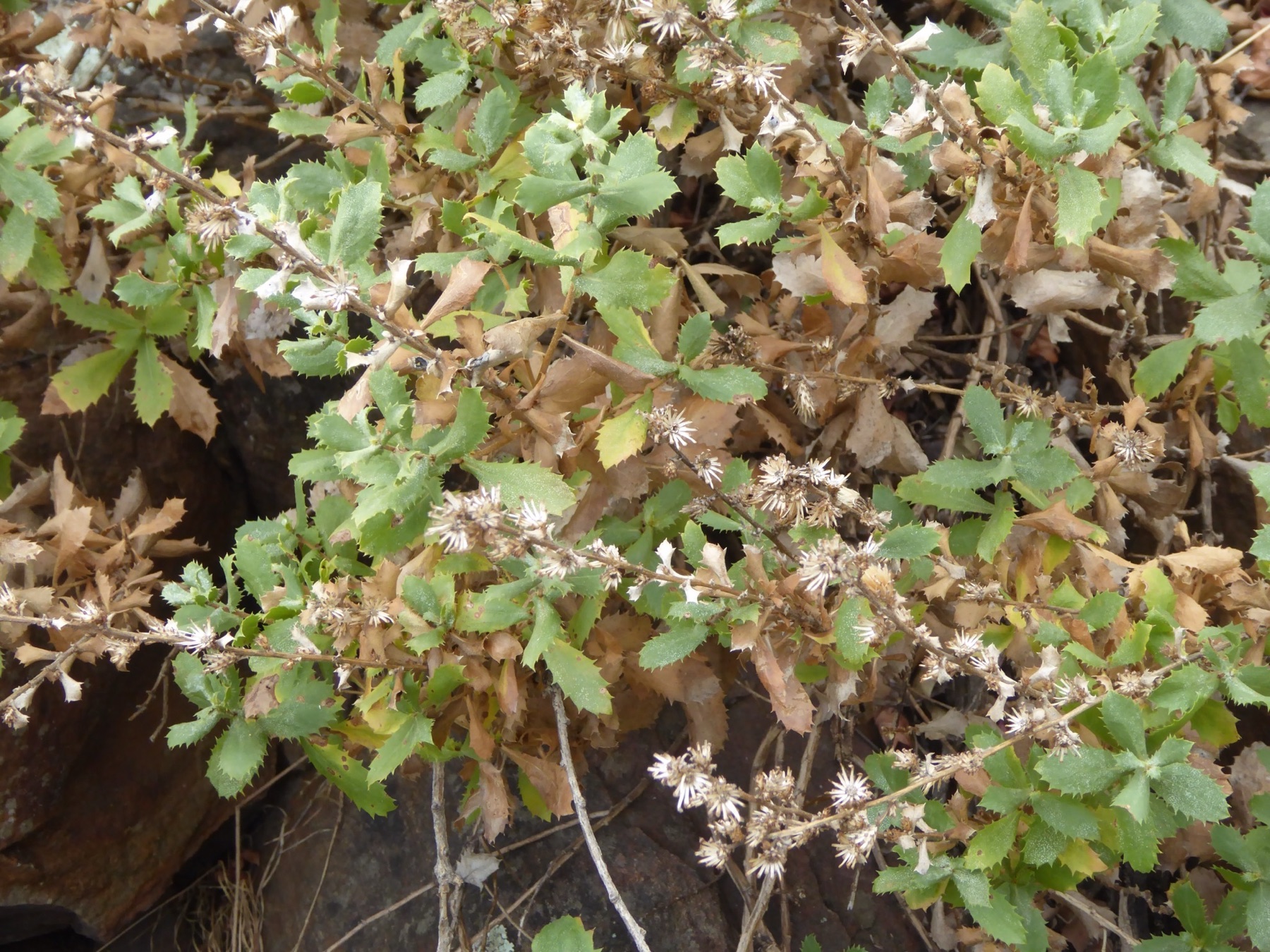 Saw-toothed Goldenbush — photo 14