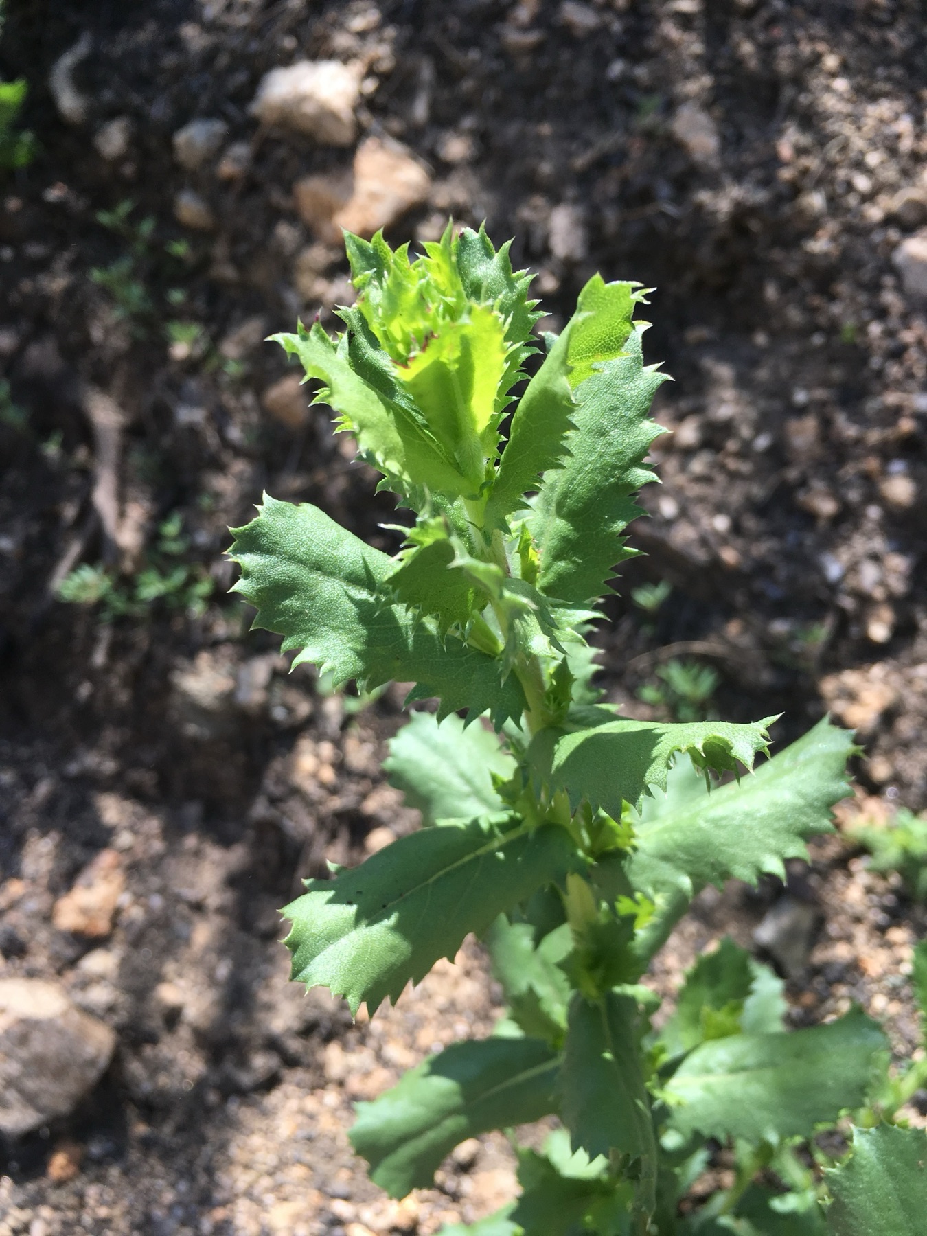 Saw-toothed Goldenbush — photo 15