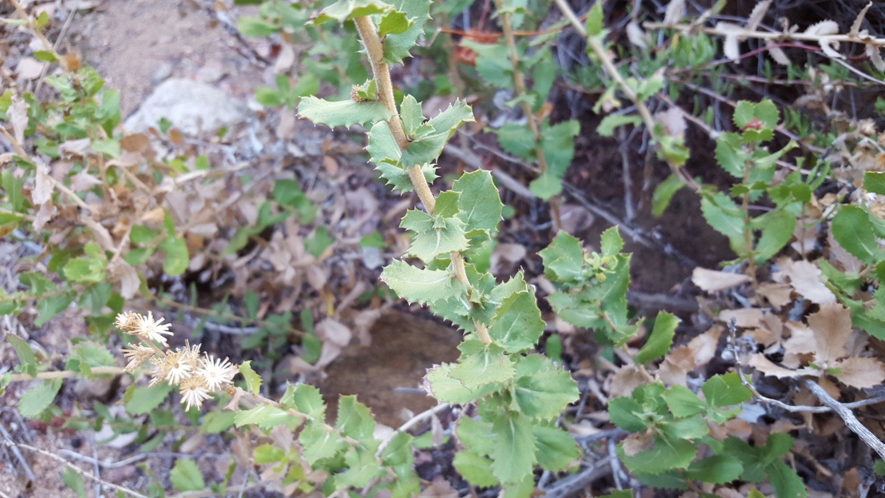 Saw-toothed Goldenbush — photo 16