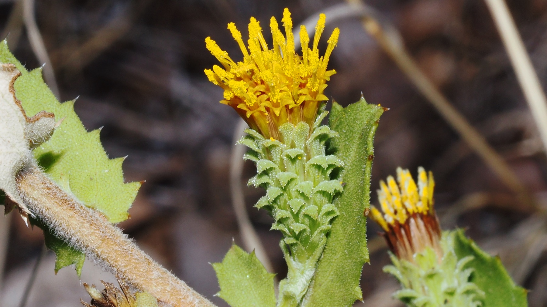 Saw-toothed Goldenbush — photo 17