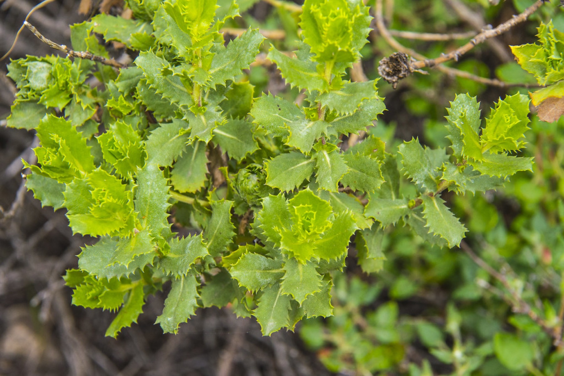 Saw-toothed Goldenbush — photo 18