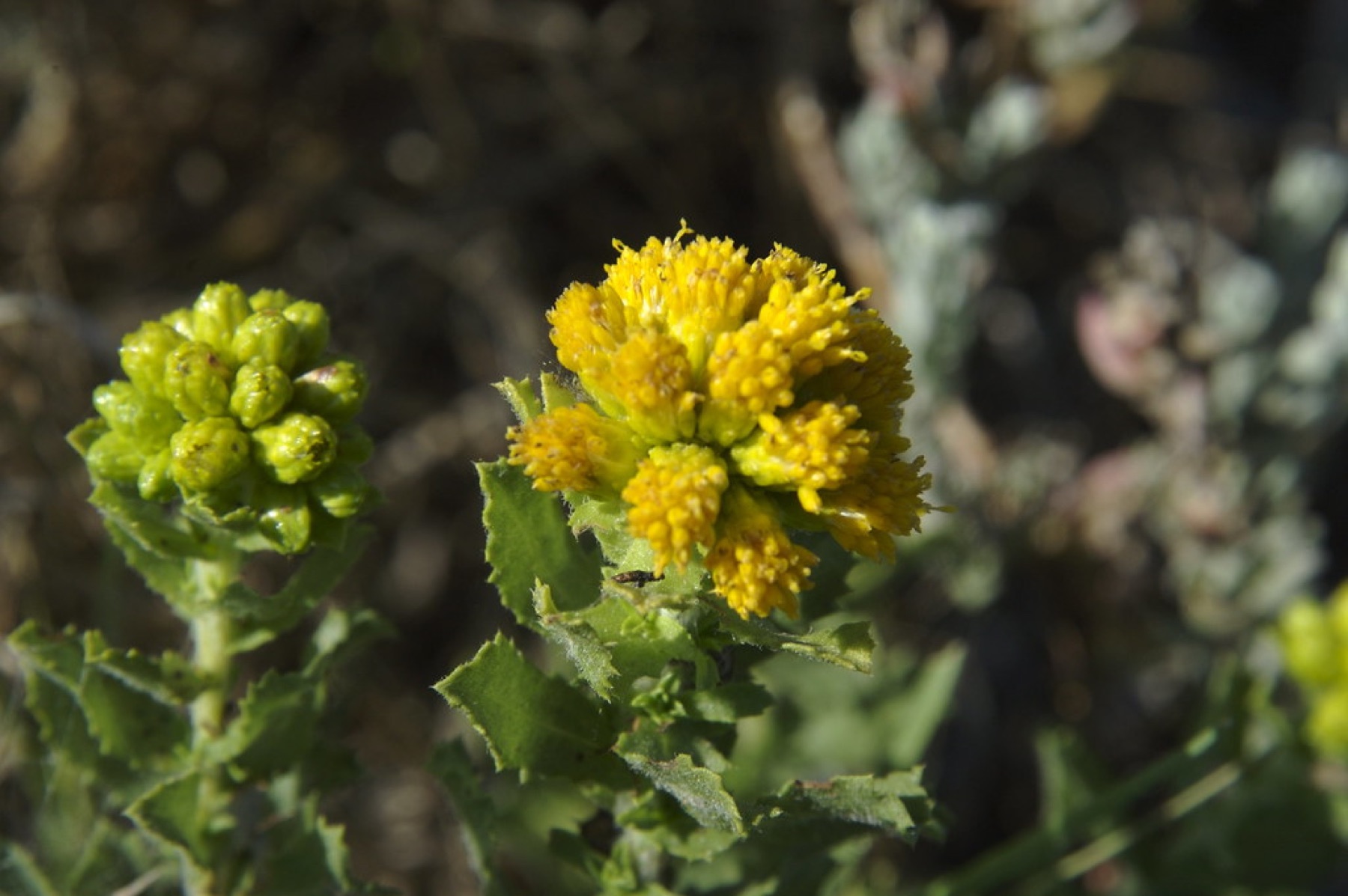 Saw-toothed Goldenbush — photo 19