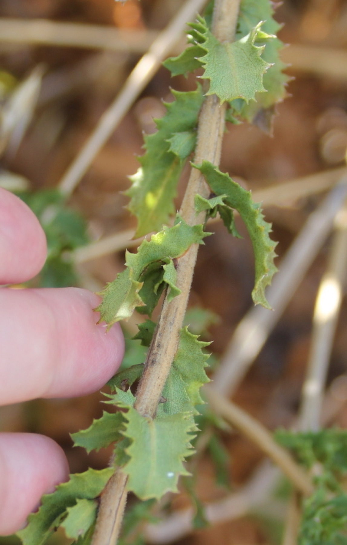 Saw-toothed Goldenbush — photo 20