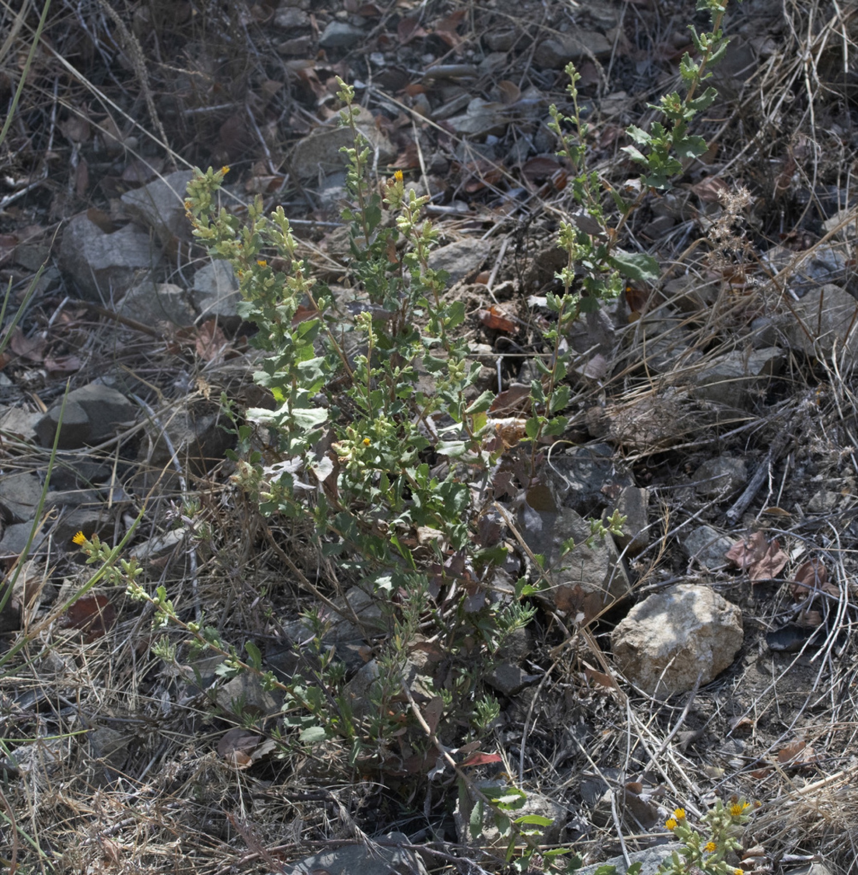 Saw-toothed Goldenbush — photo 21