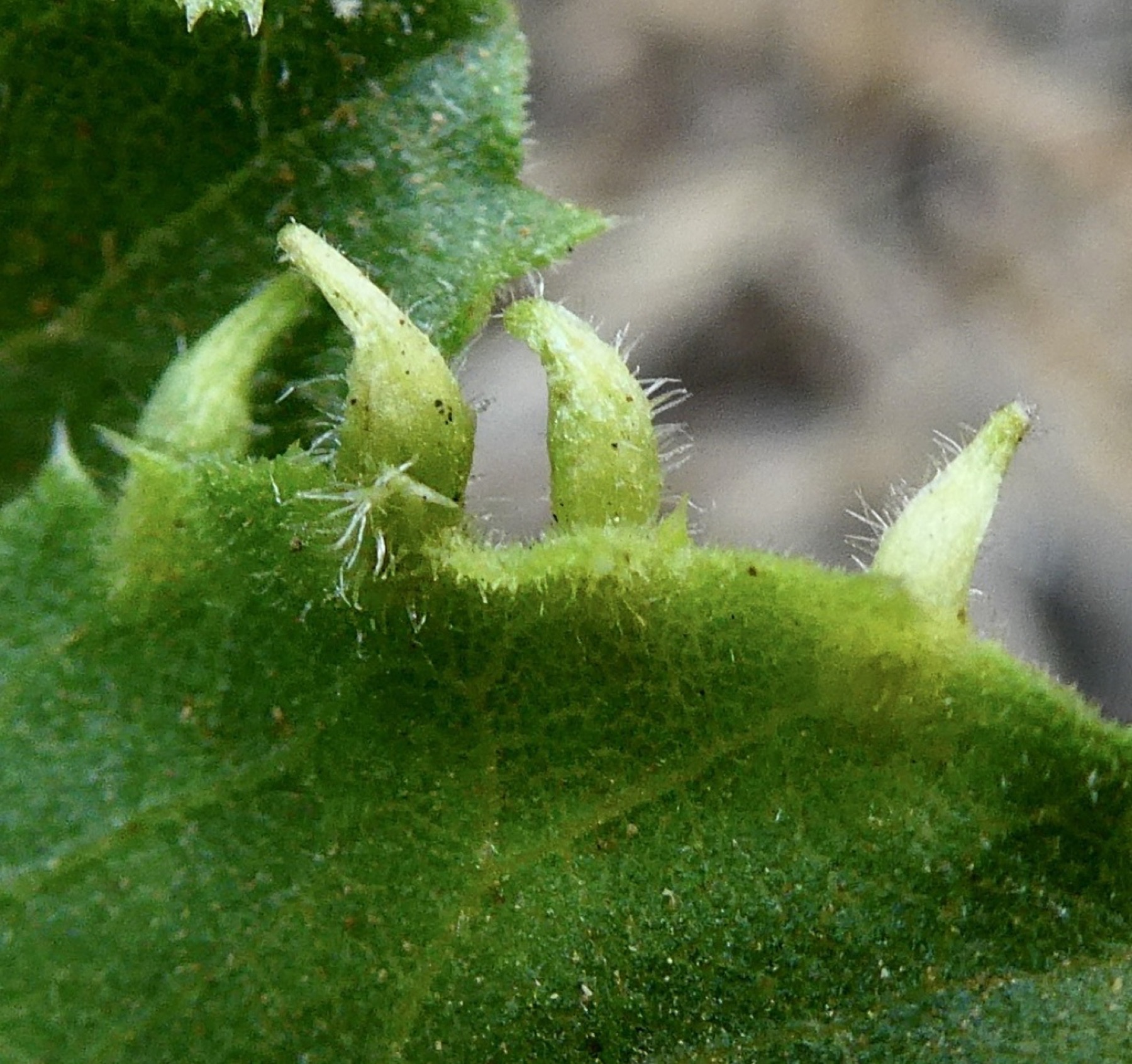 Saw-toothed Goldenbush — photo 22