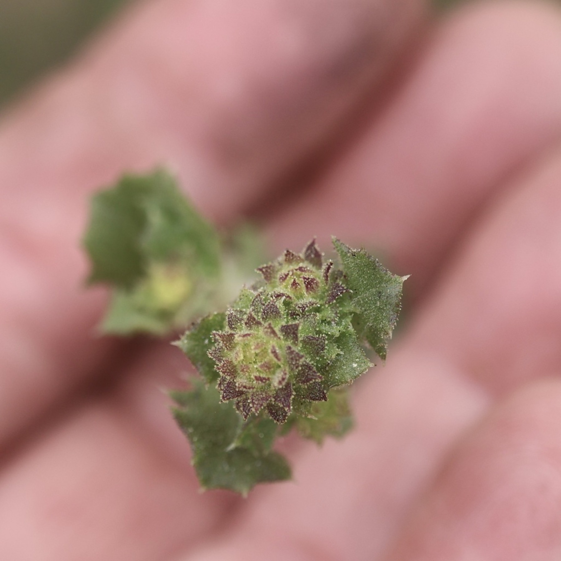 Saw-toothed Goldenbush — photo 24
