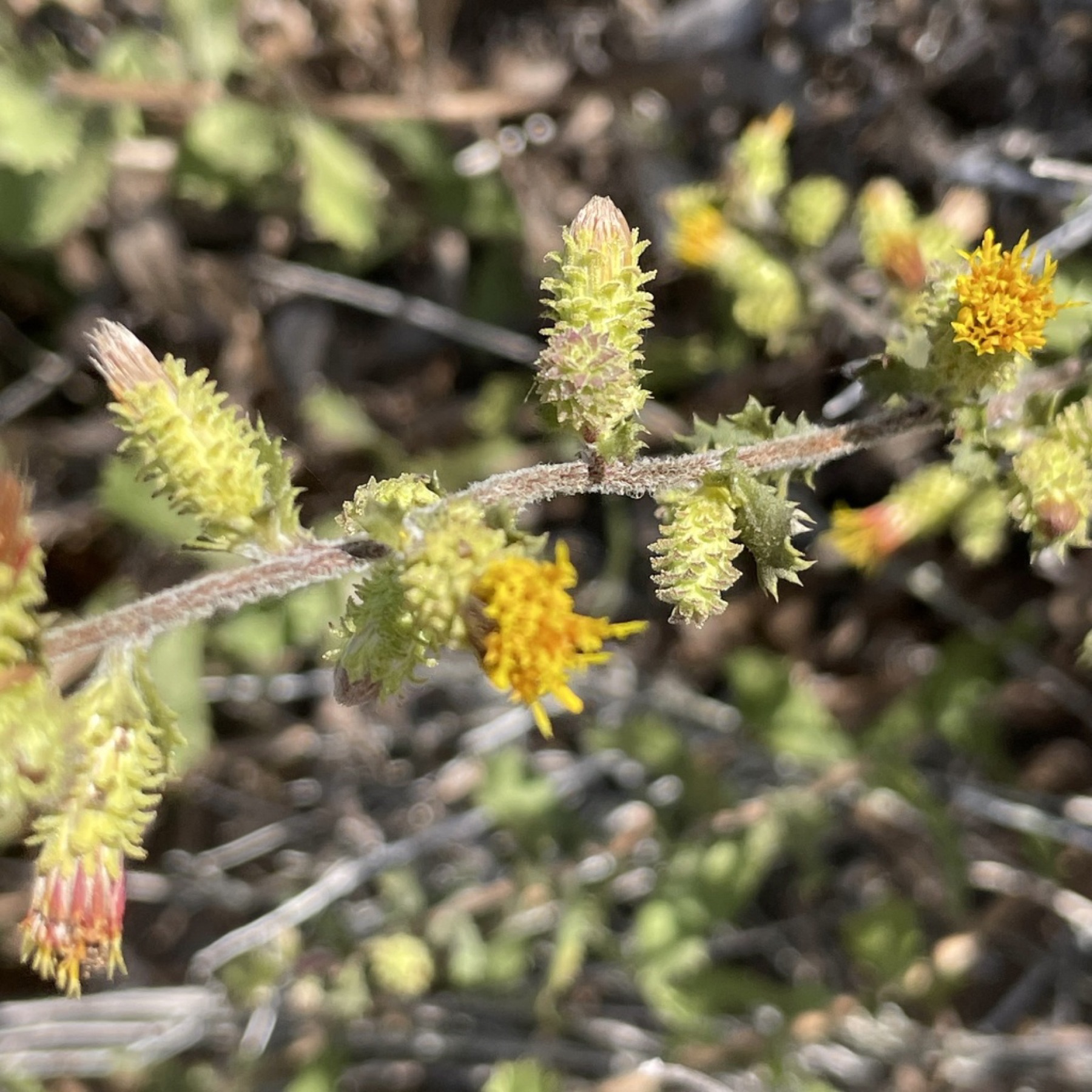 Saw-toothed Goldenbush