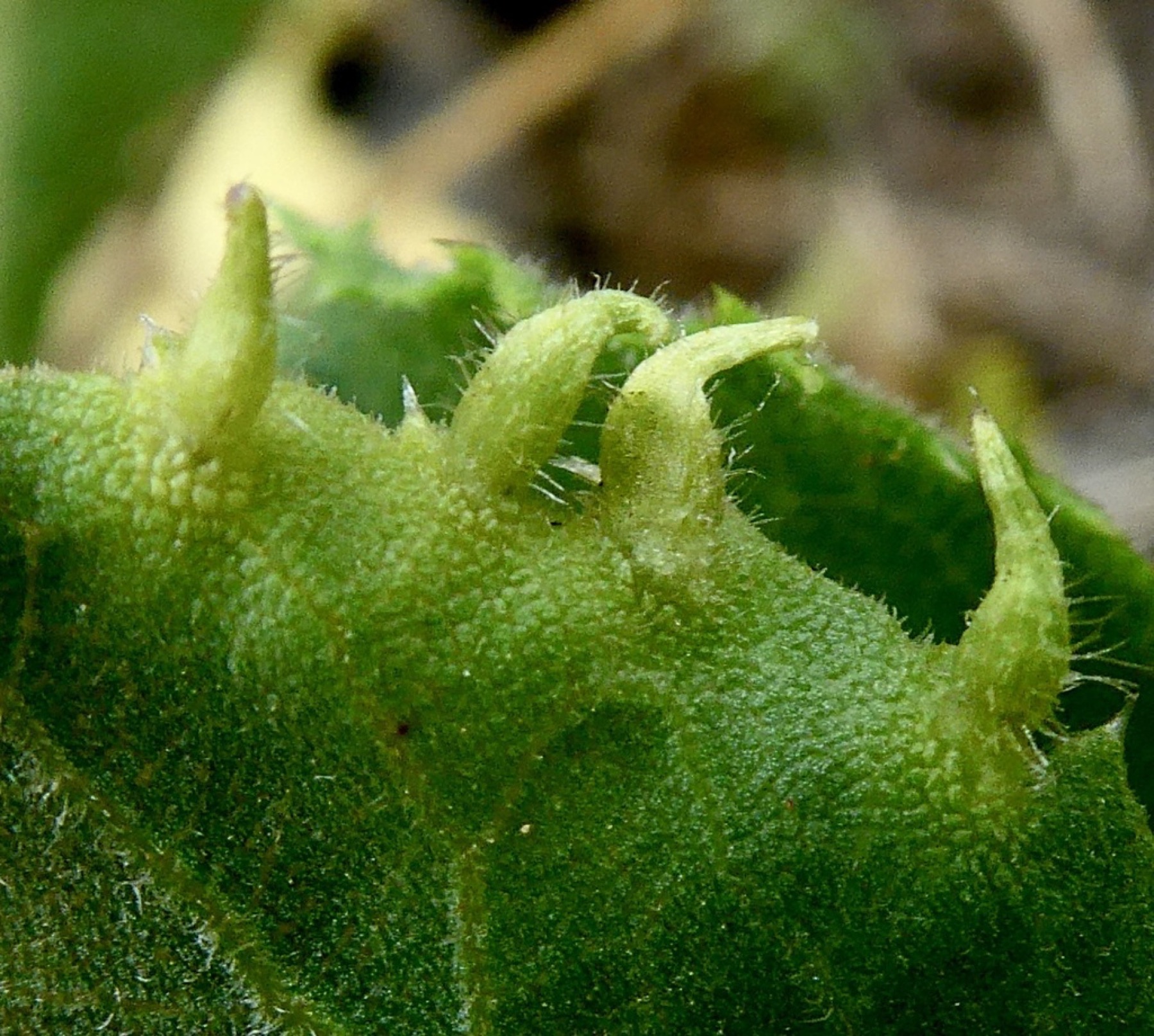 Saw-toothed Goldenbush — photo 2