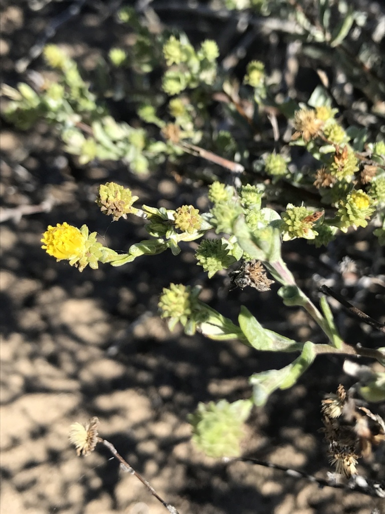 Saw-toothed Goldenbush — photo 3