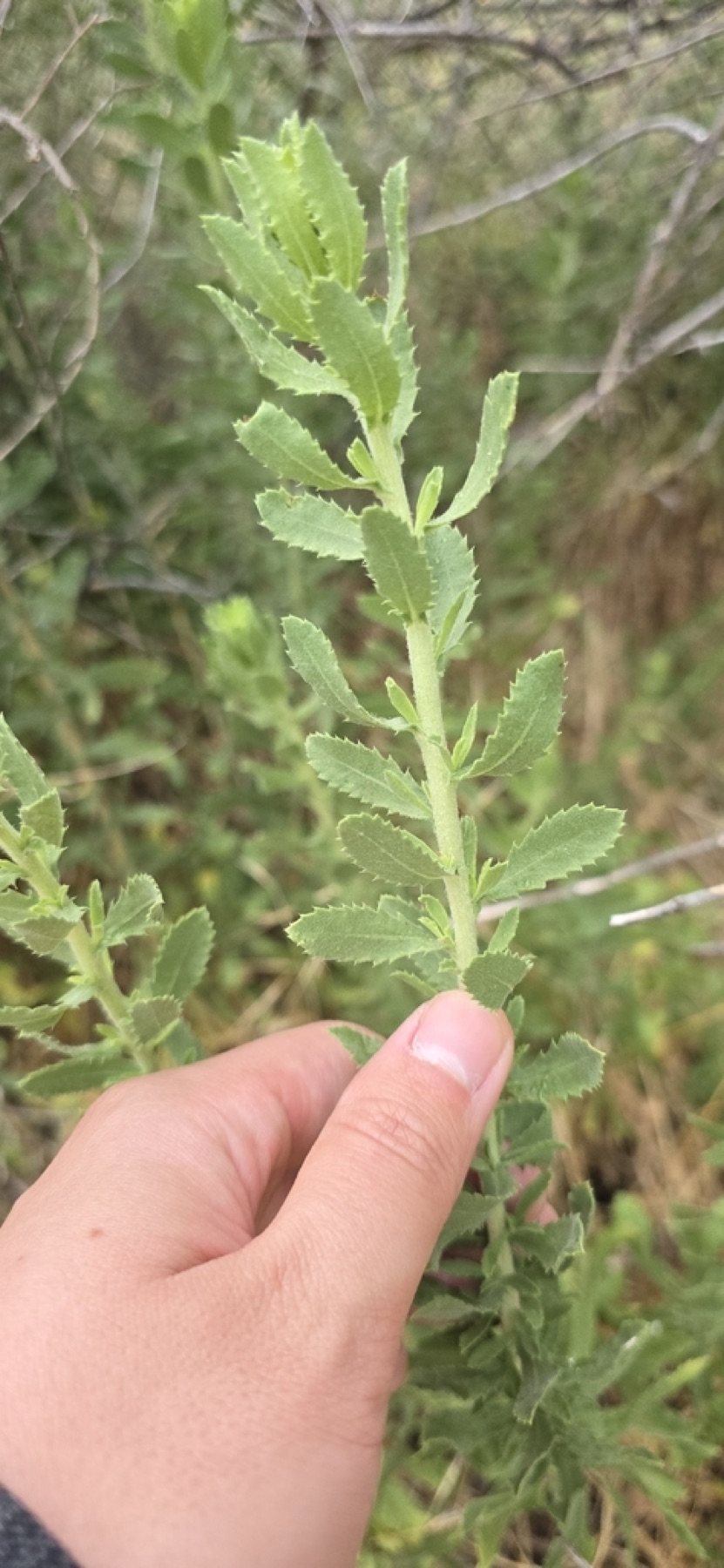 Saw-toothed Goldenbush — photo 4