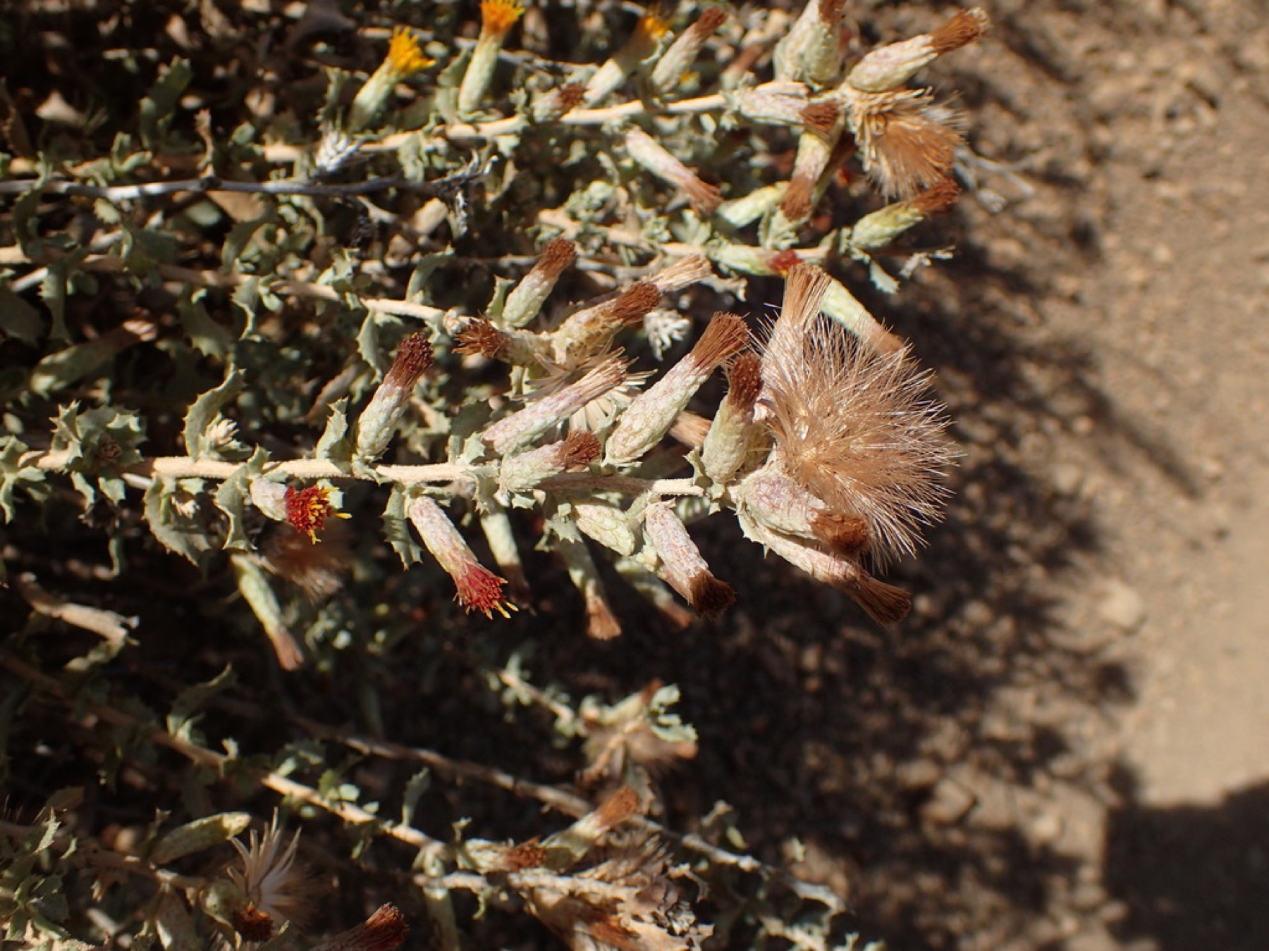 Saw-toothed Goldenbush — photo 5