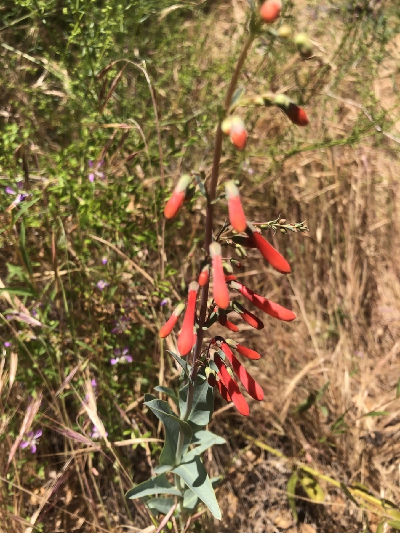 Scarlet Bugler — photo 7