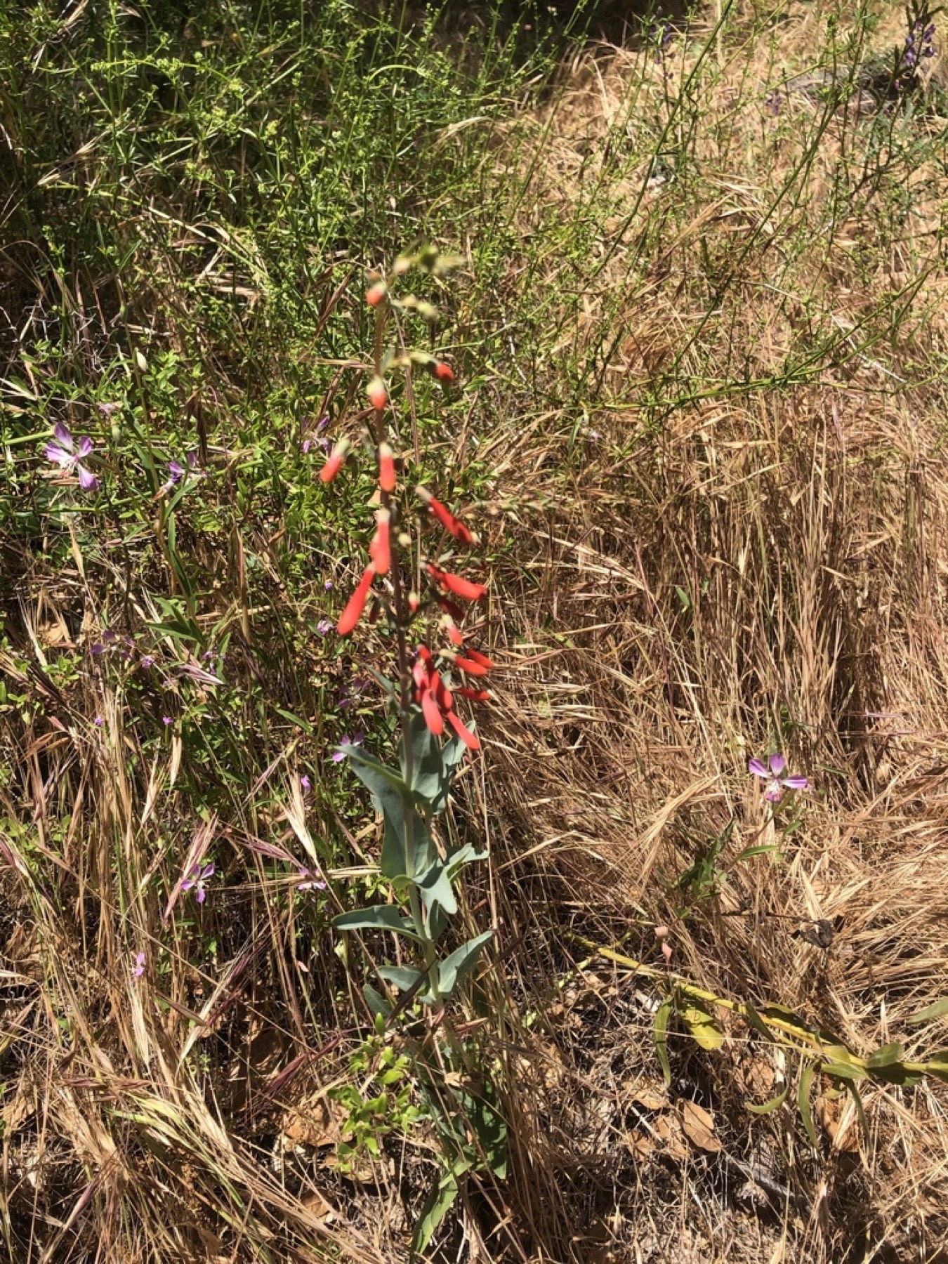 Scarlet Bugler — photo 8
