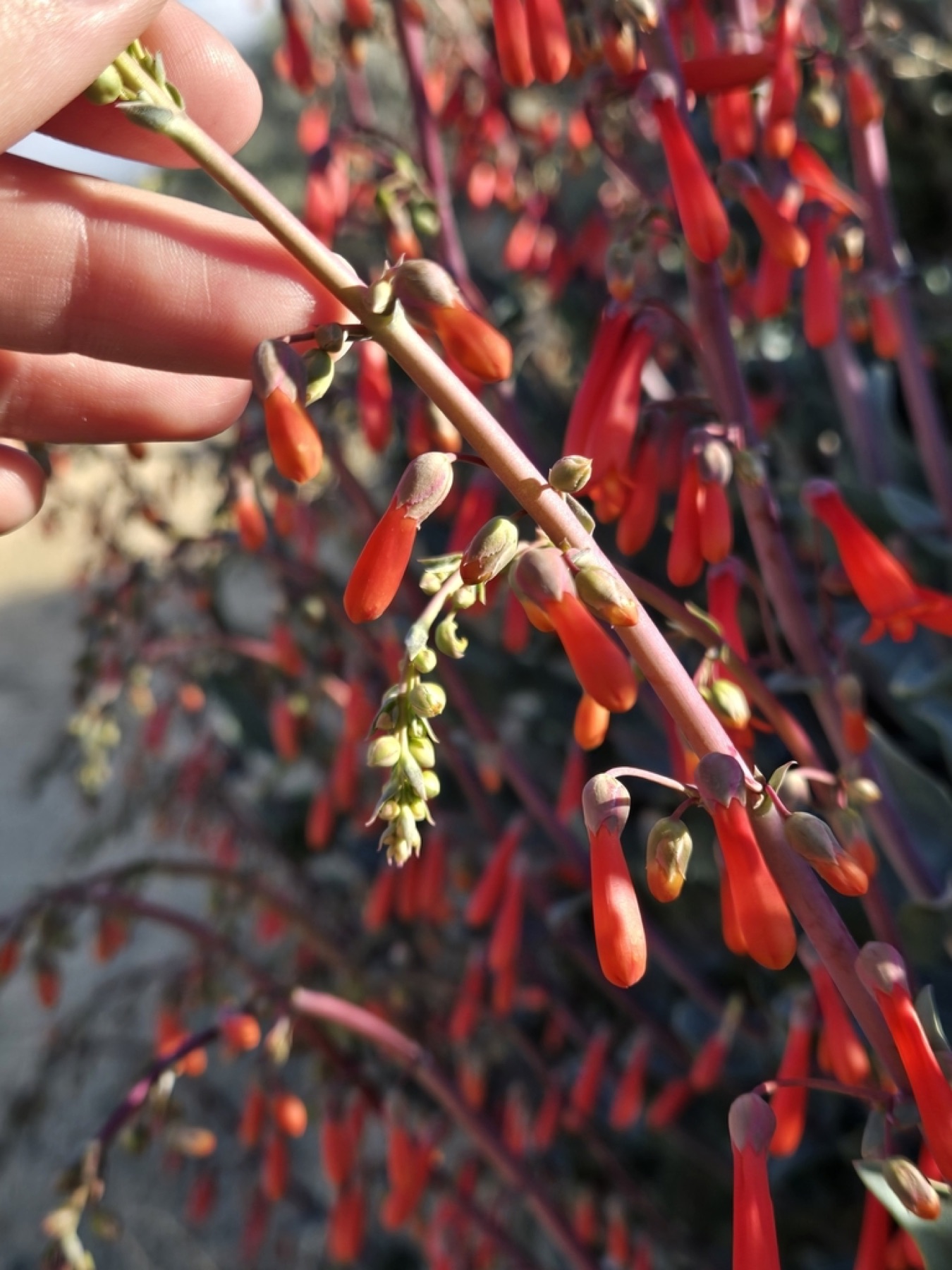 Scarlet Bugler — photo 9
