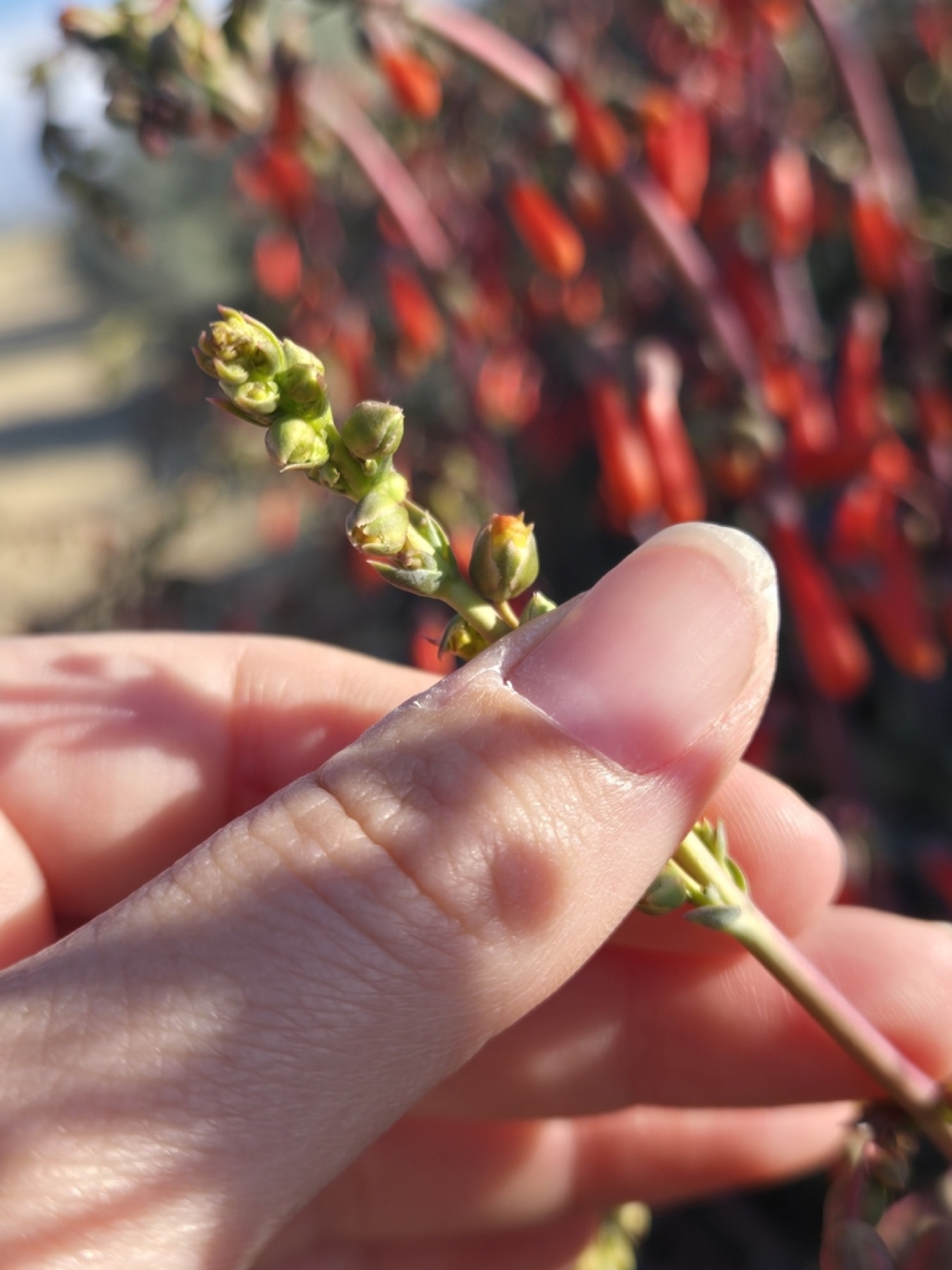 Scarlet Bugler — photo 10