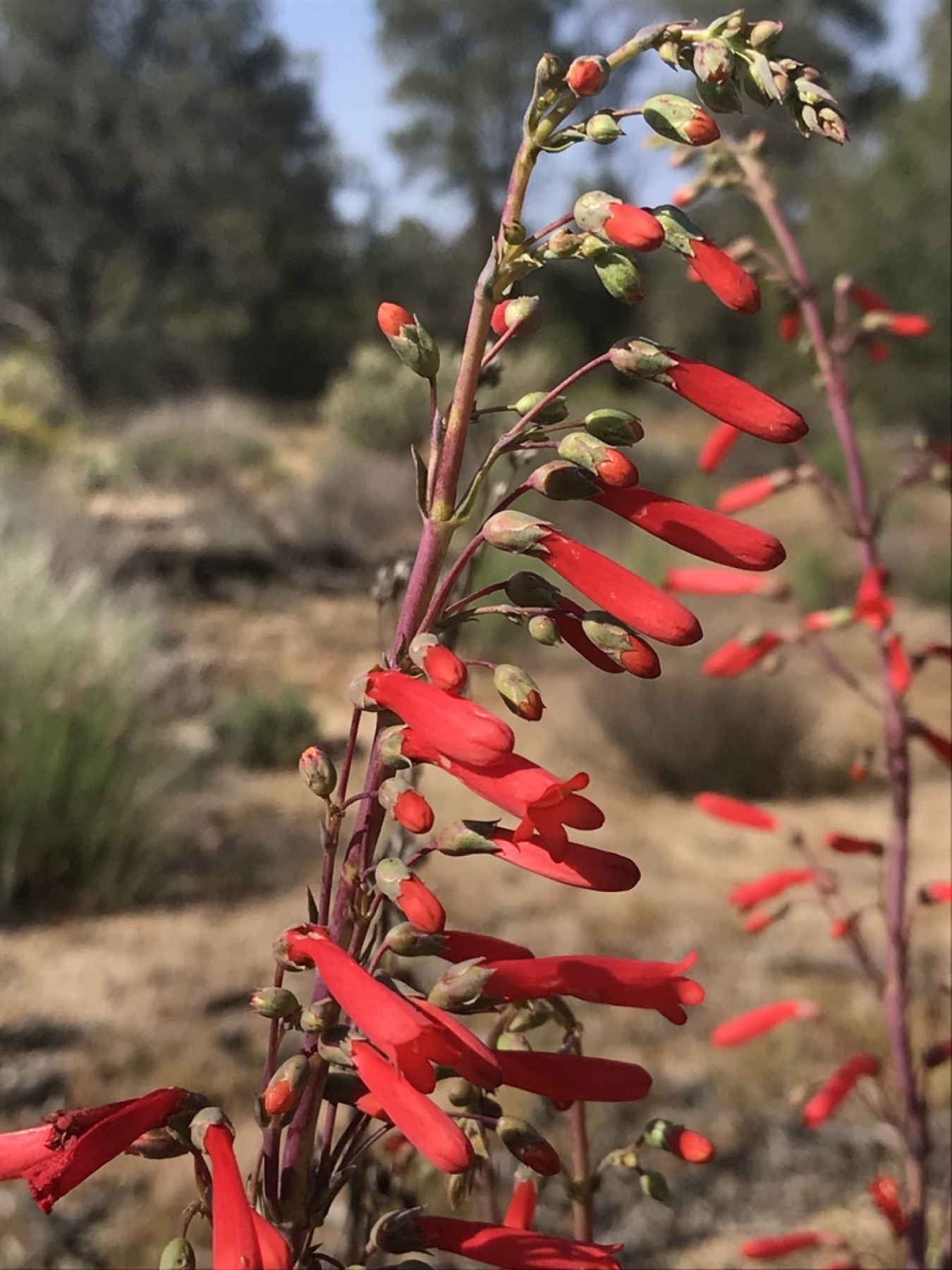 Scarlet Bugler — photo 11