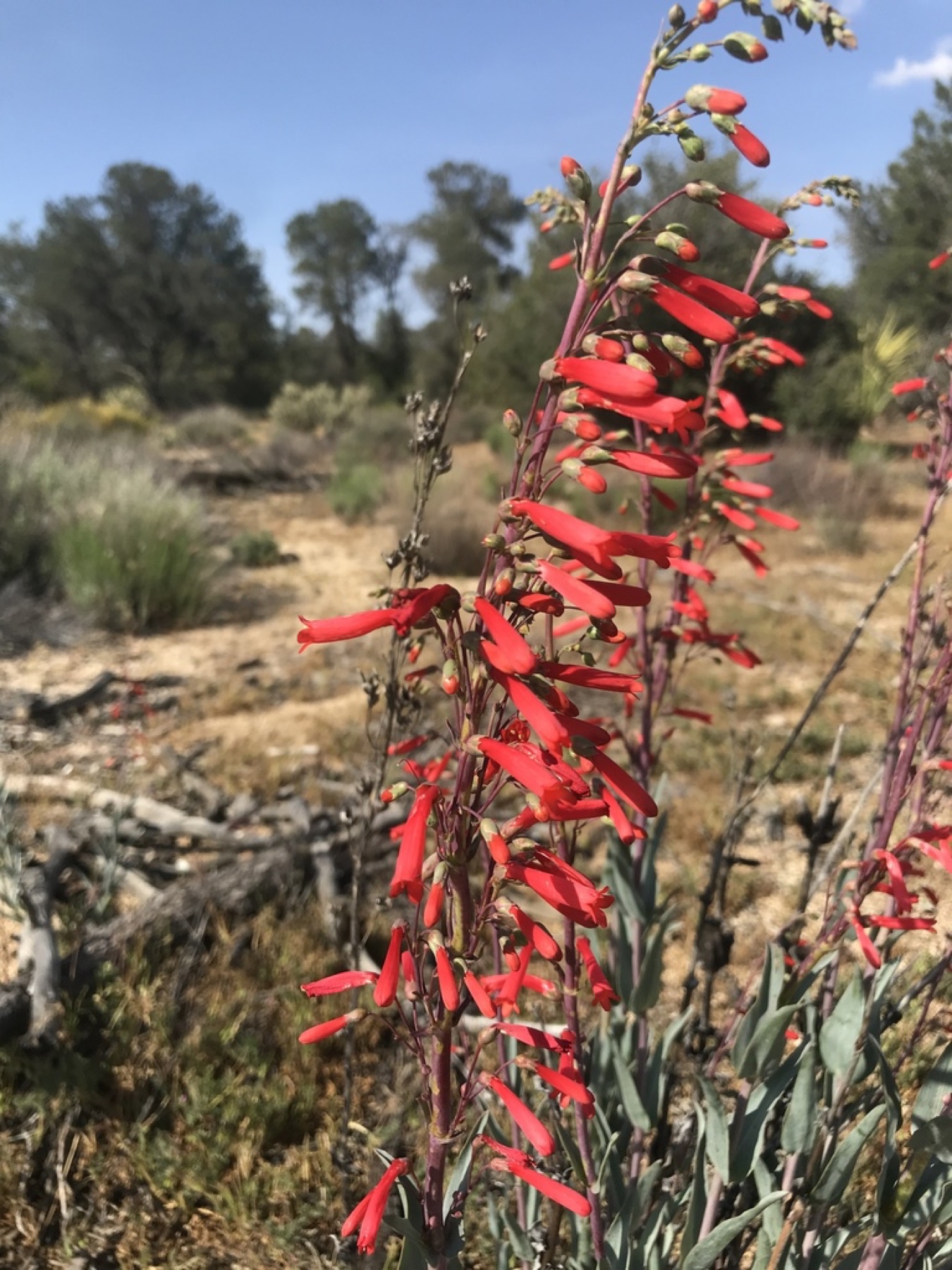 Scarlet Bugler — photo 12