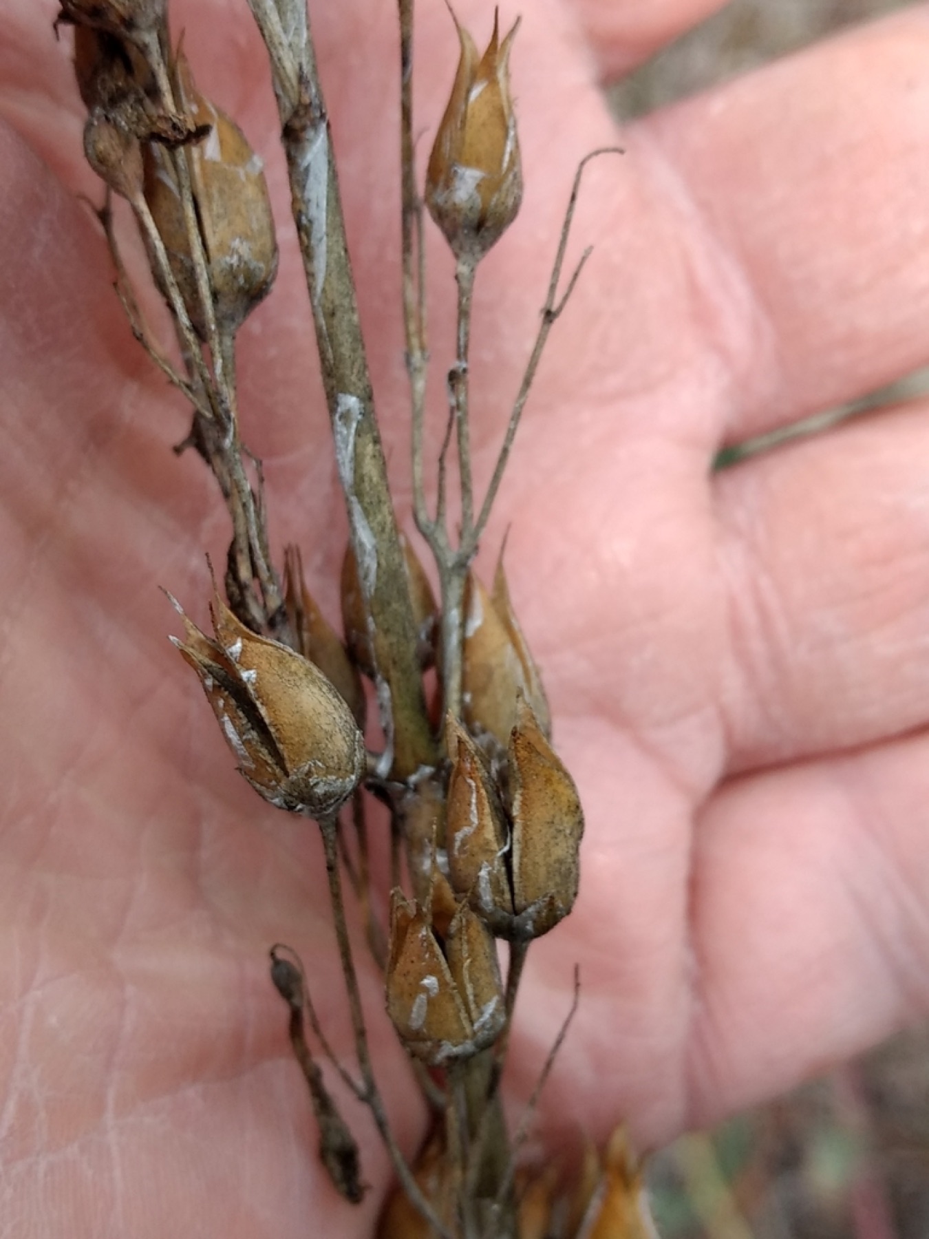 Scarlet Bugler — photo 13
