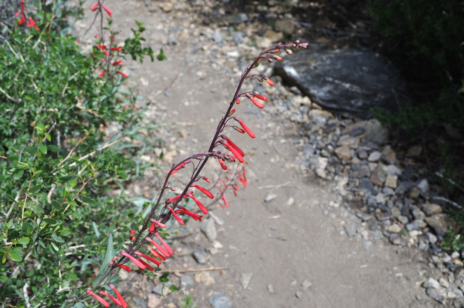 Scarlet Bugler — photo 14