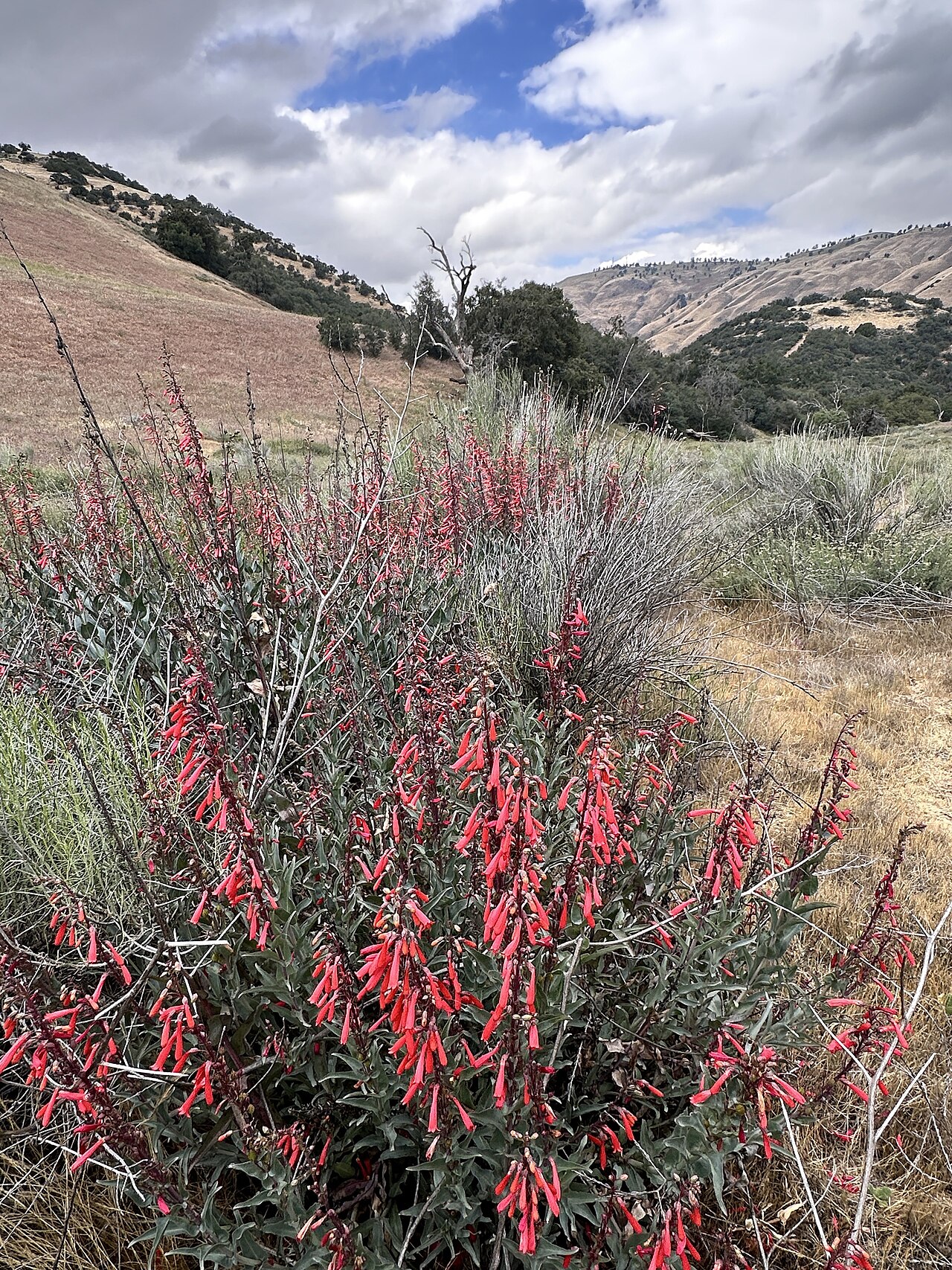 Scarlet Bugler — photo 20