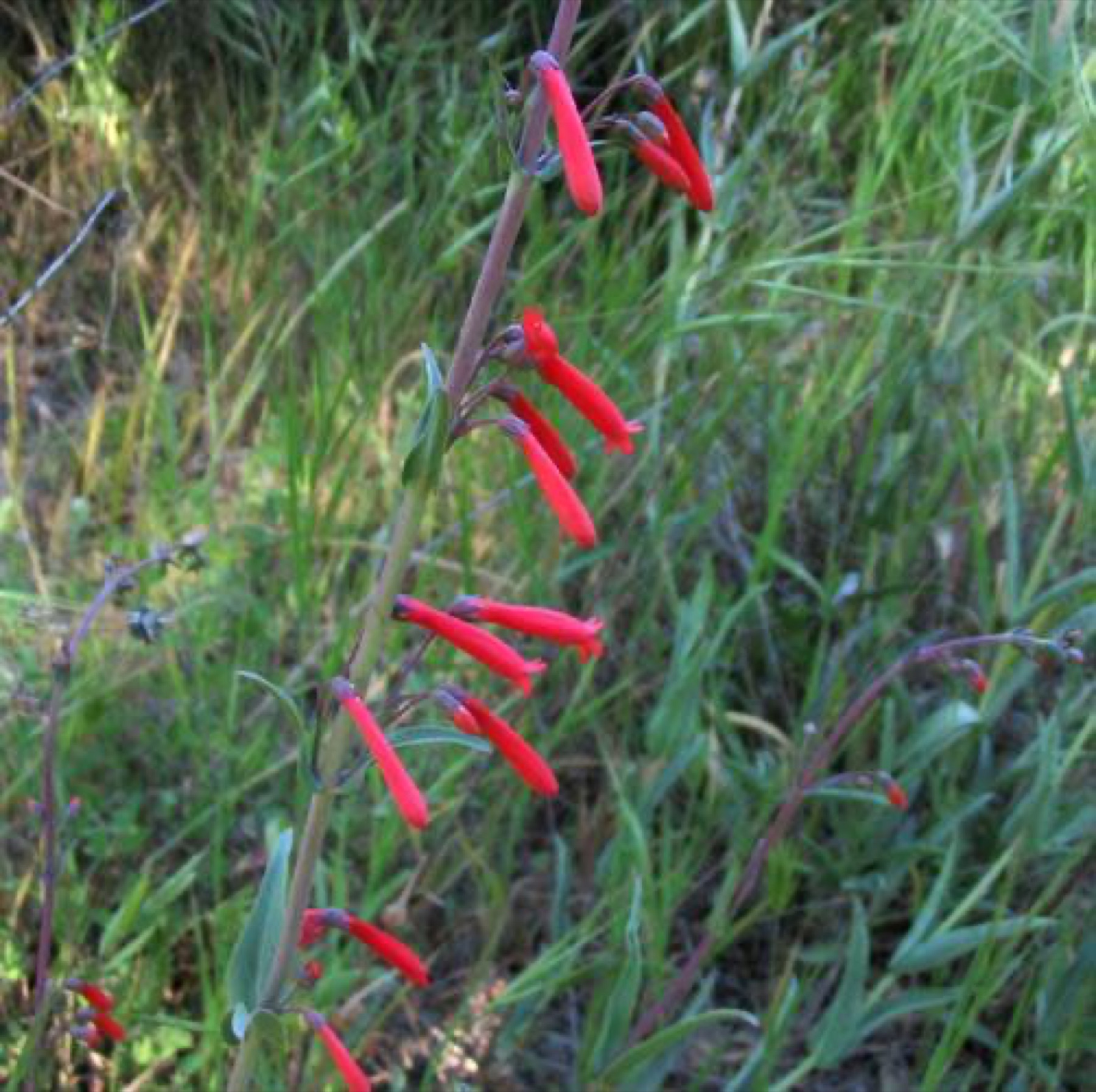 Scarlet Bugler — photo 16