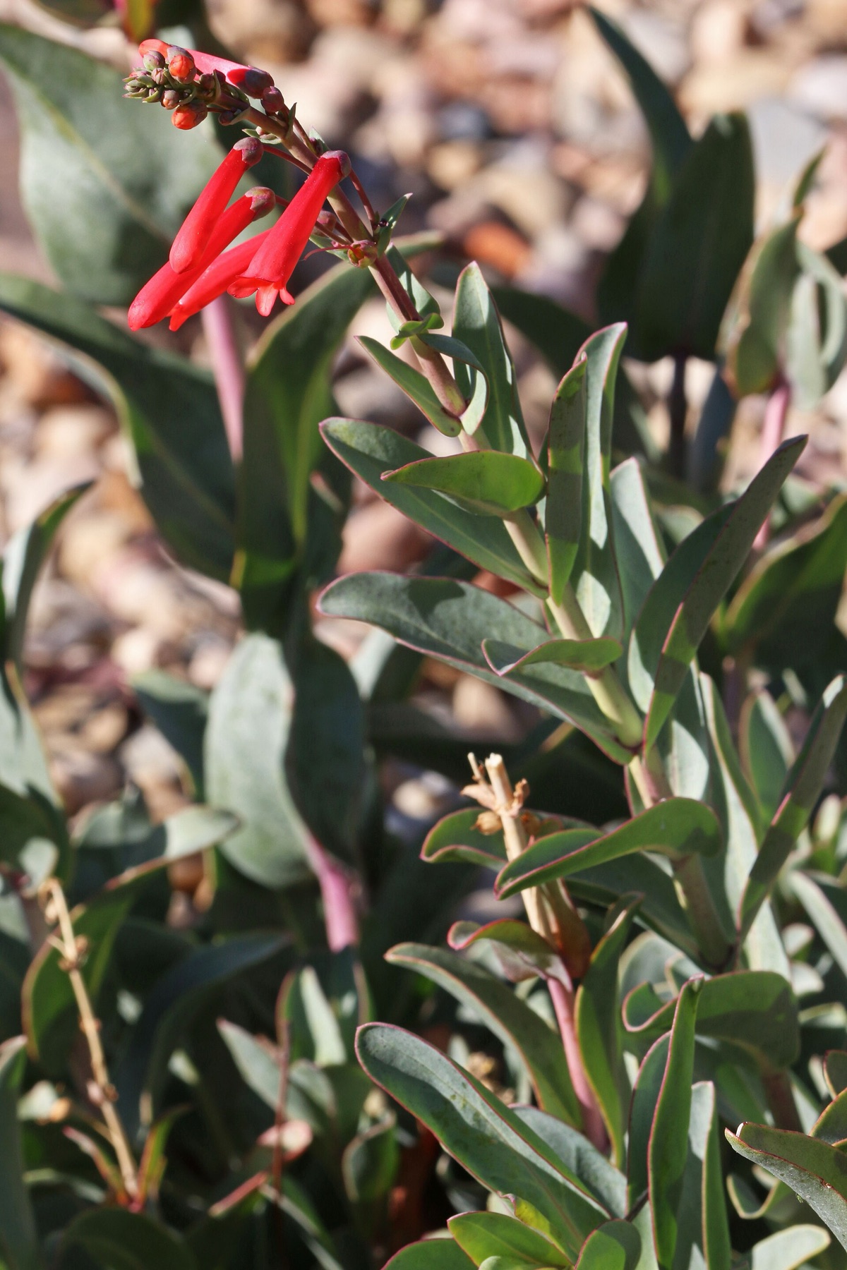 Scarlet Bugler — photo 17
