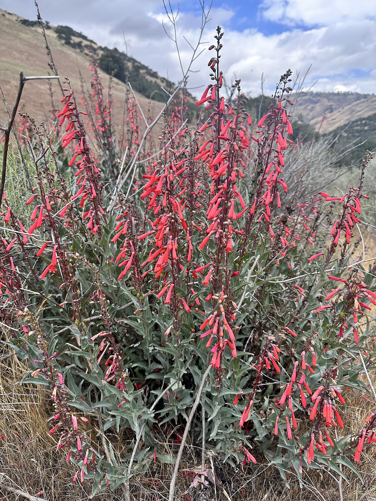Scarlet Bugler — photo 21