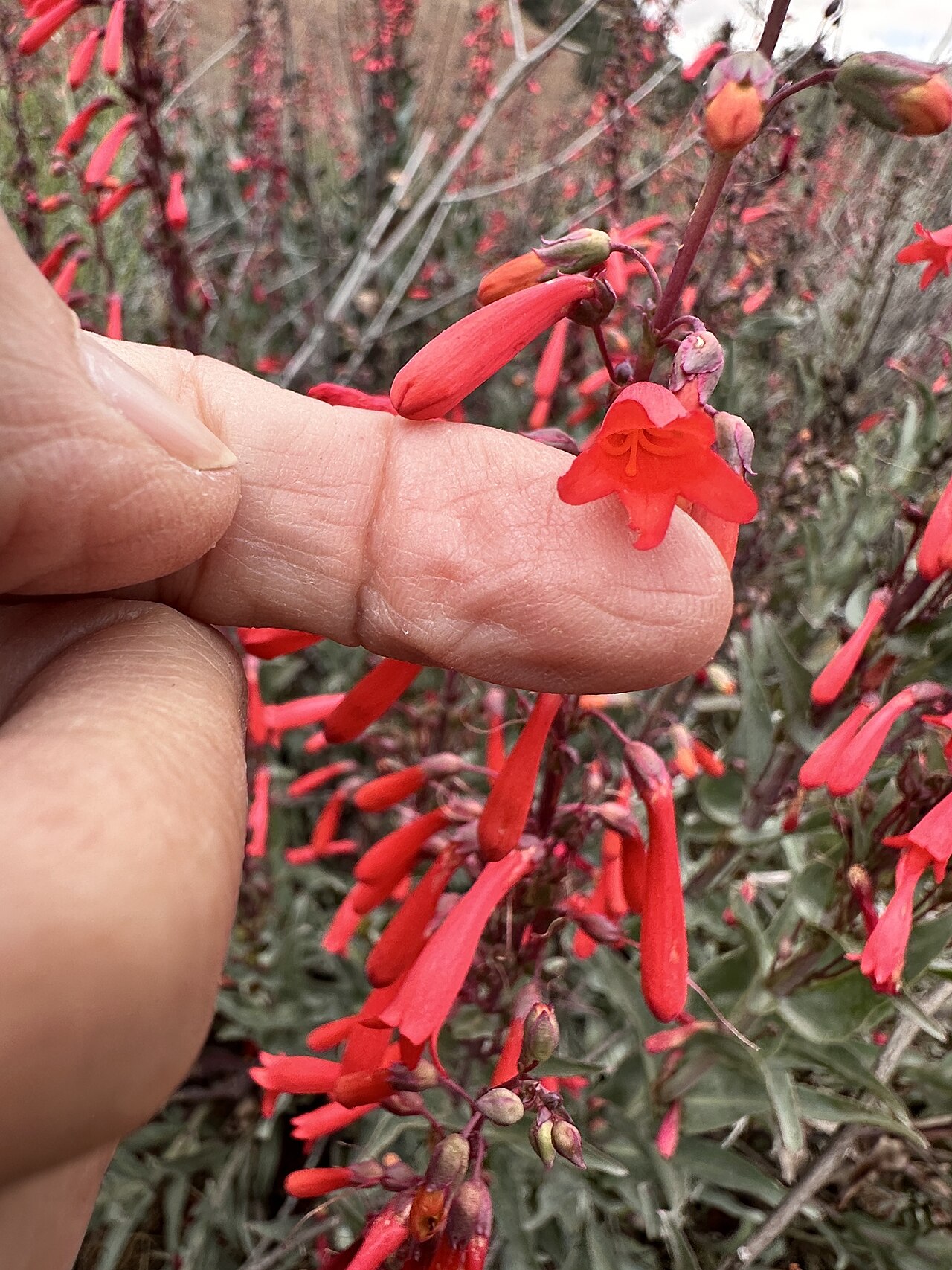 Scarlet Bugler — photo 22