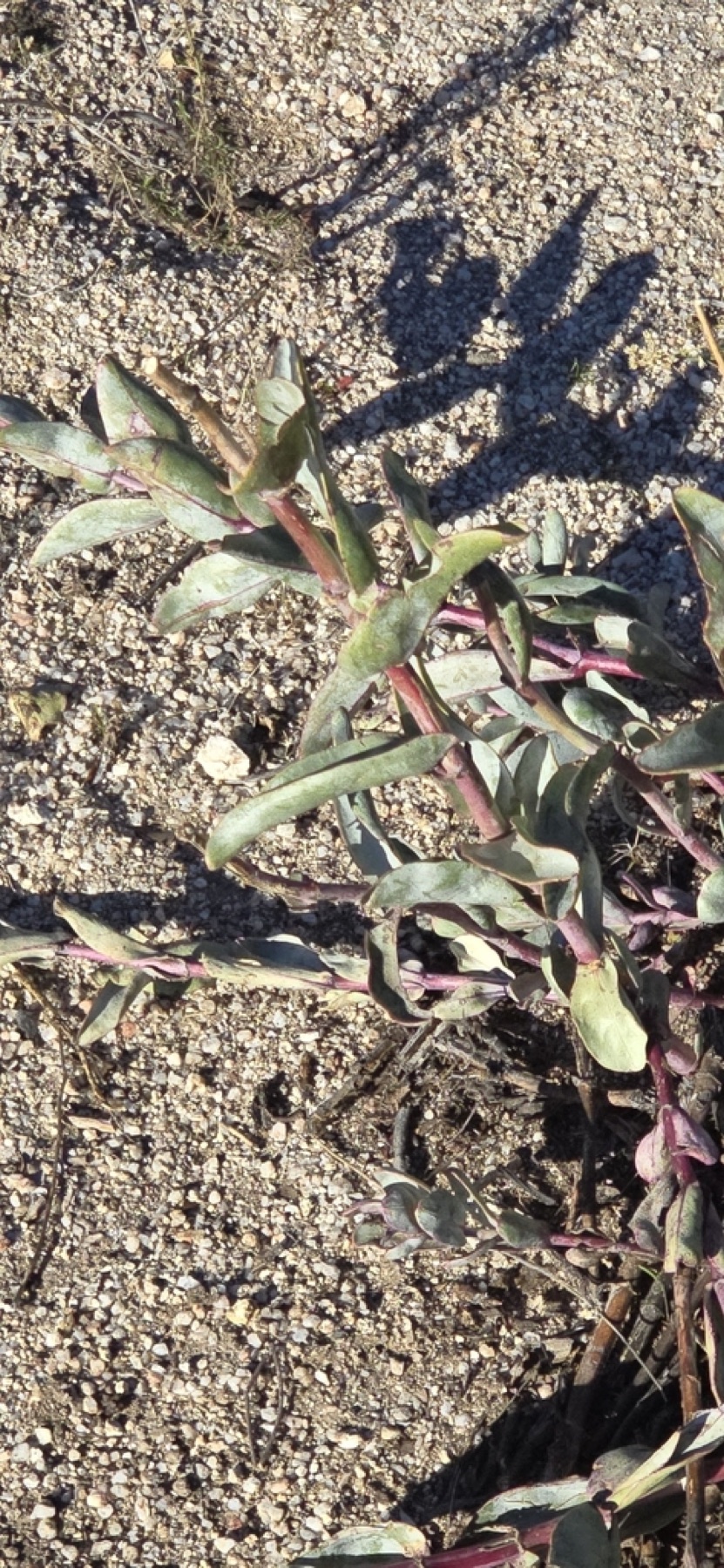 Scarlet Bugler — photo 2