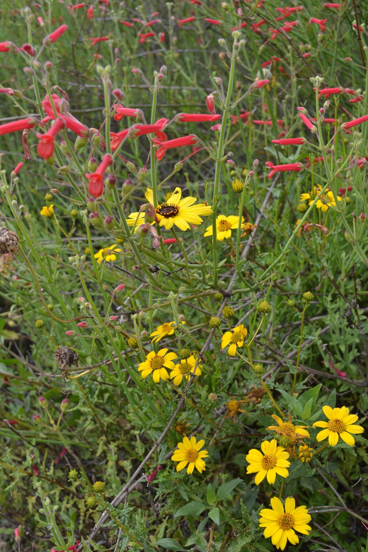 Scarlet Bugler — photo 3