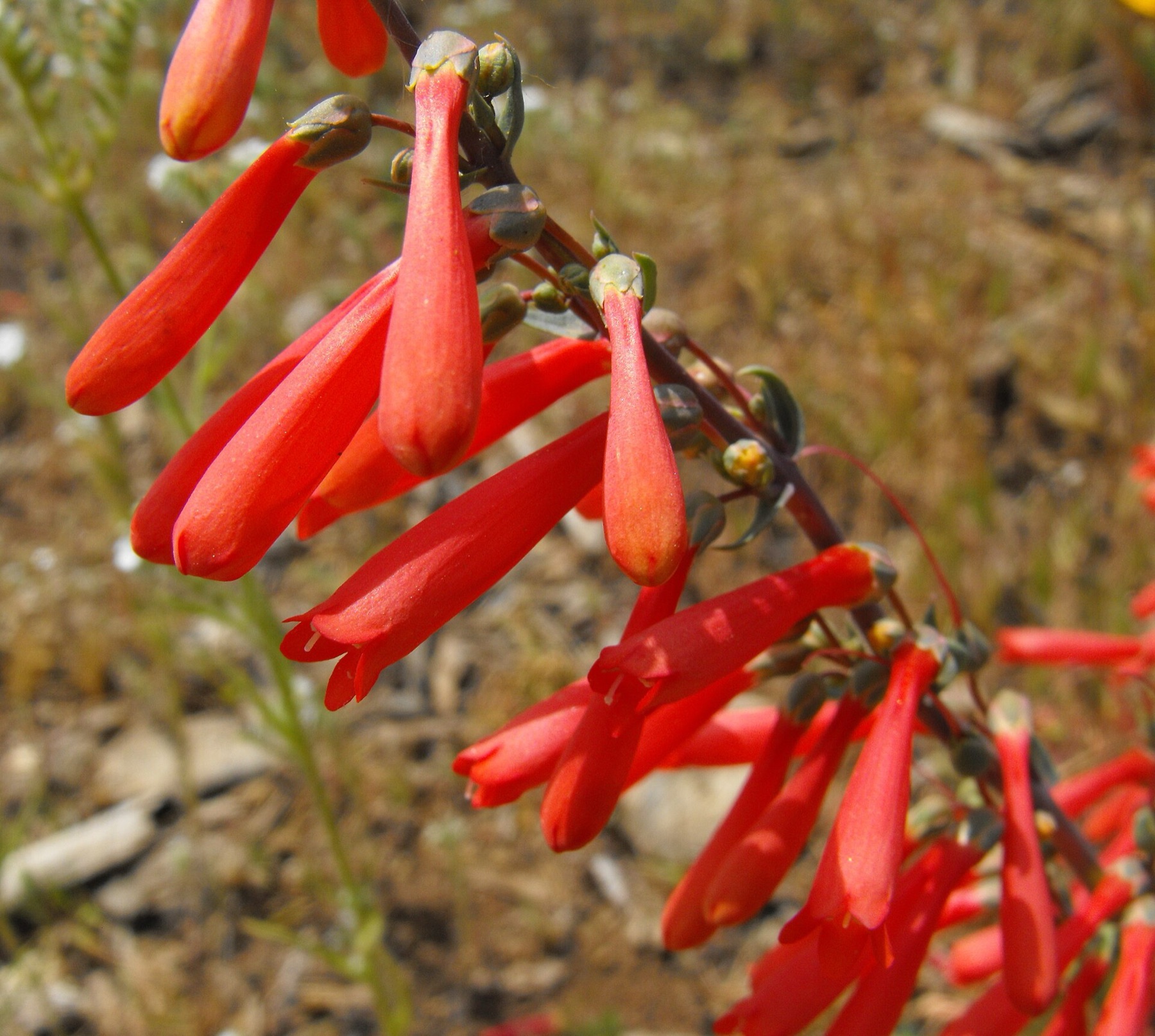 Scarlet Bugler — photo 4